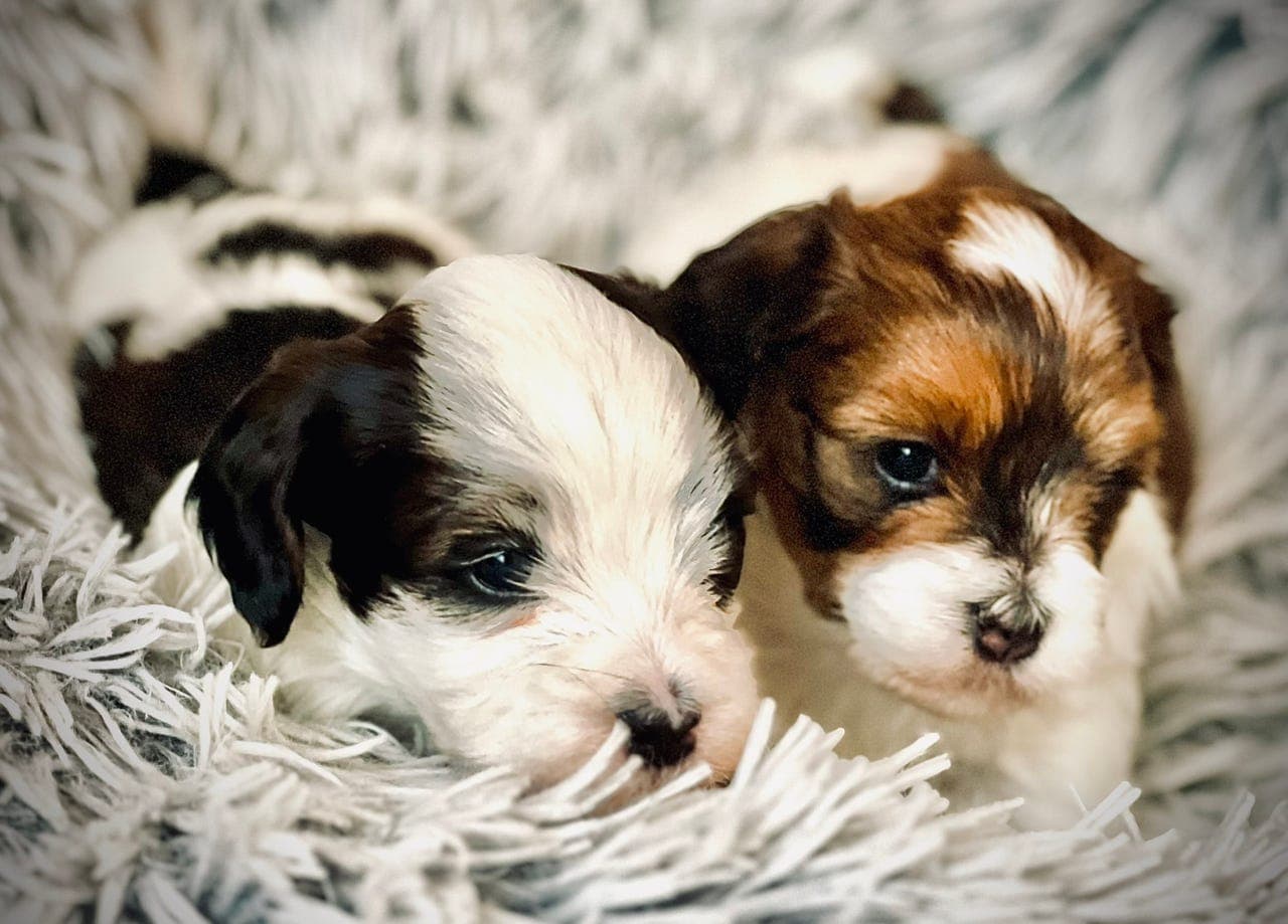 Bichon havanais to valper til salgs