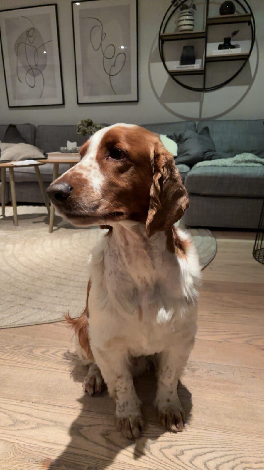 Omplassering av Eik, Welsh Springer Spaniel, 5 år