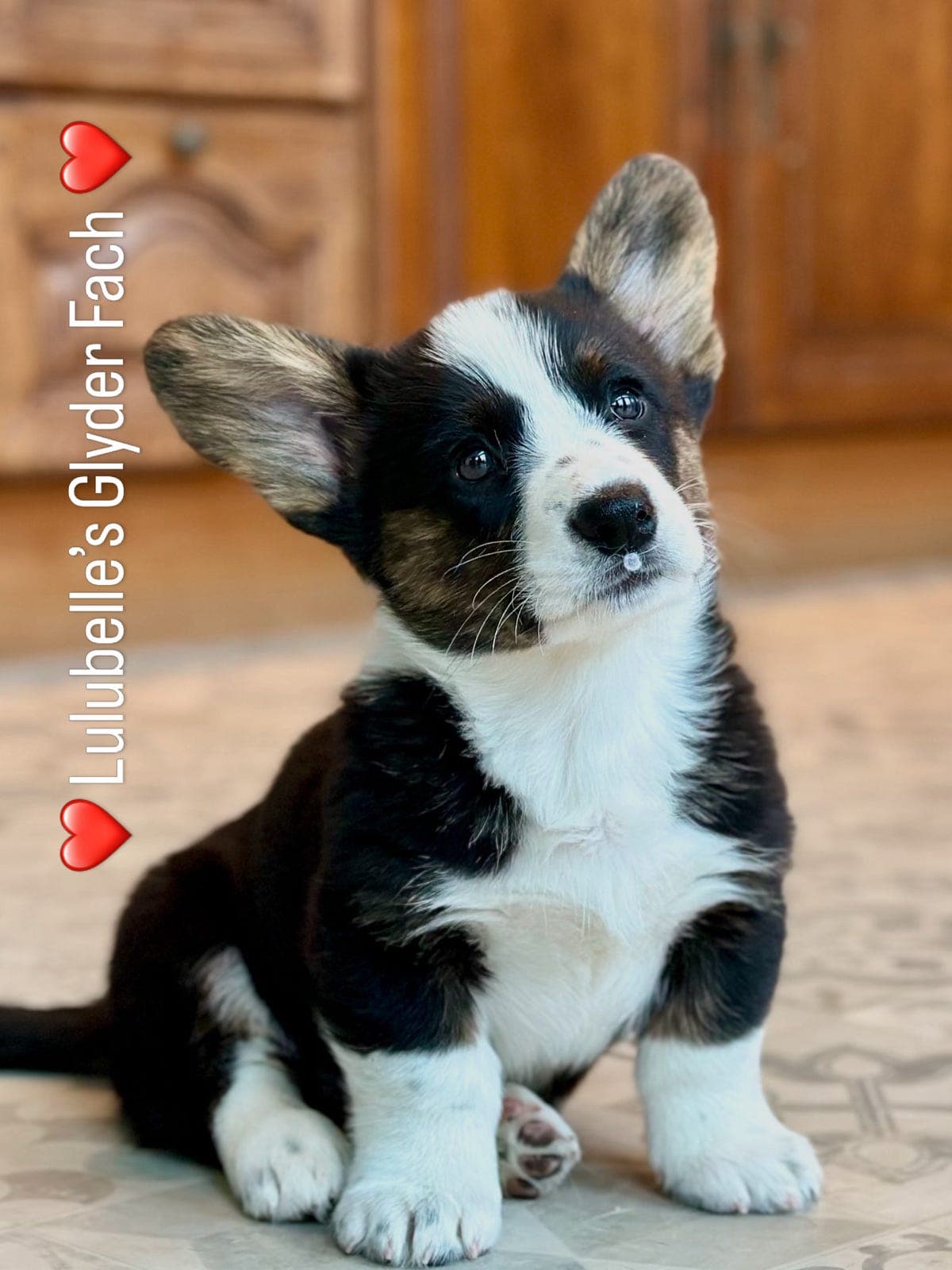 Welsh Corgi Cardigan valper