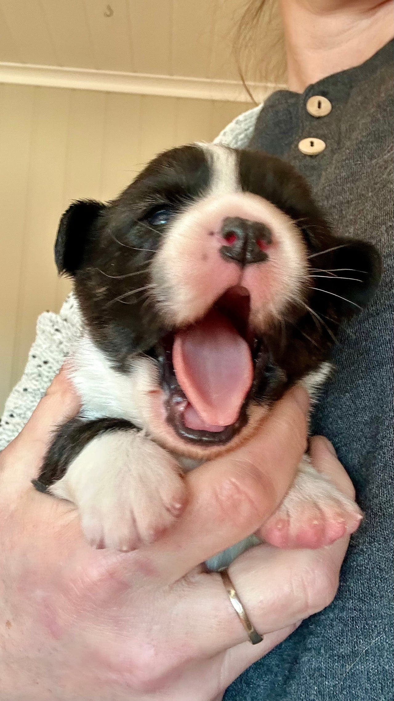 Welsh Corgi Cardigan valper