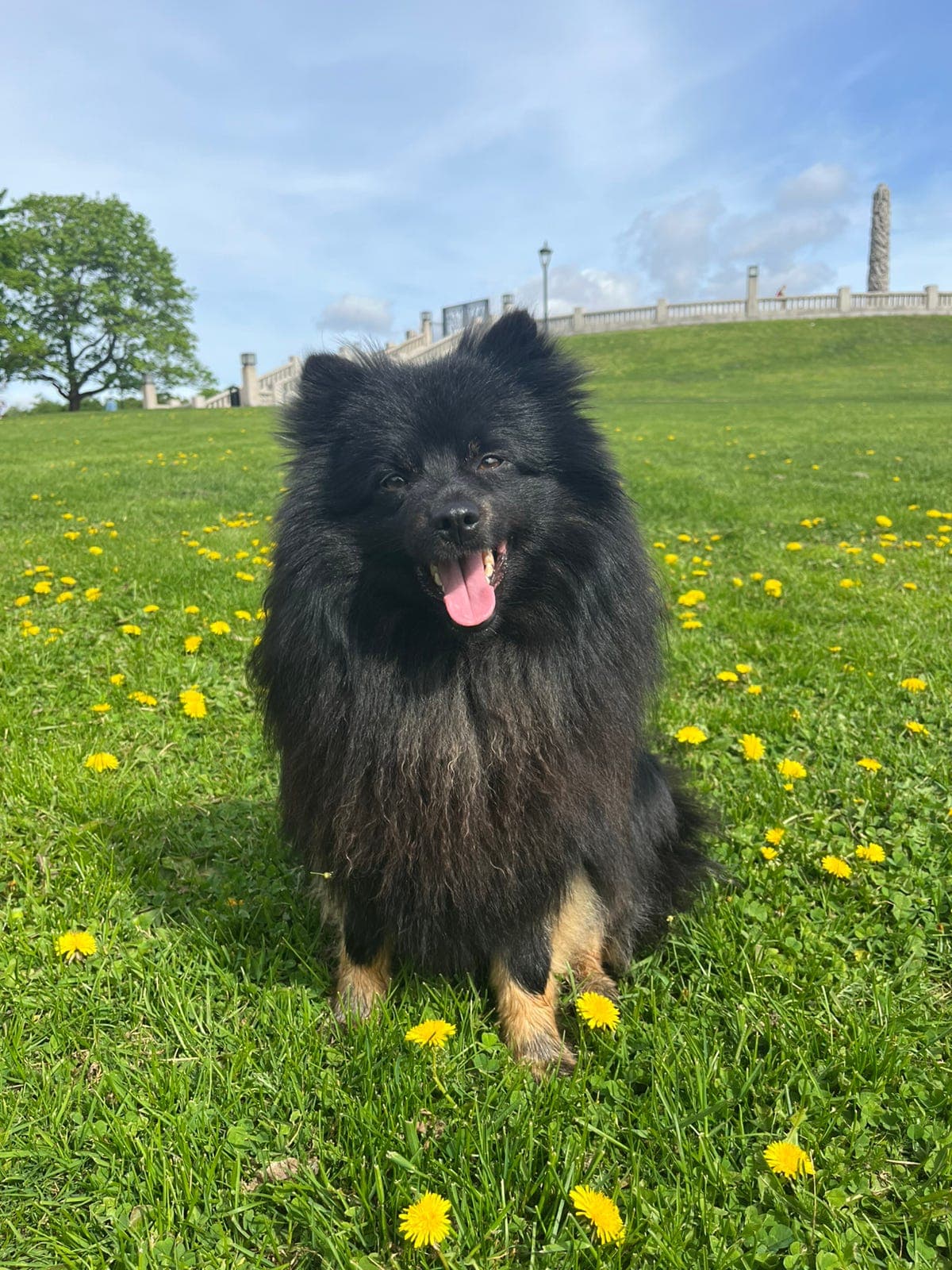 Mittelspitz vurderes omplassering til rett hjem