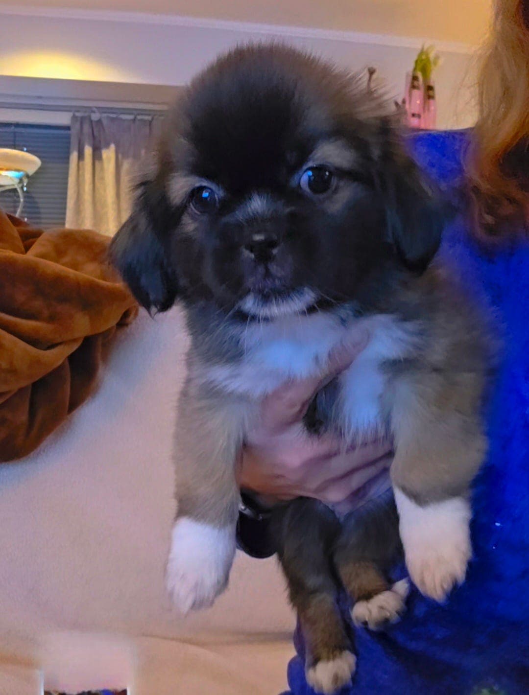 Tibetansk spaniel valp