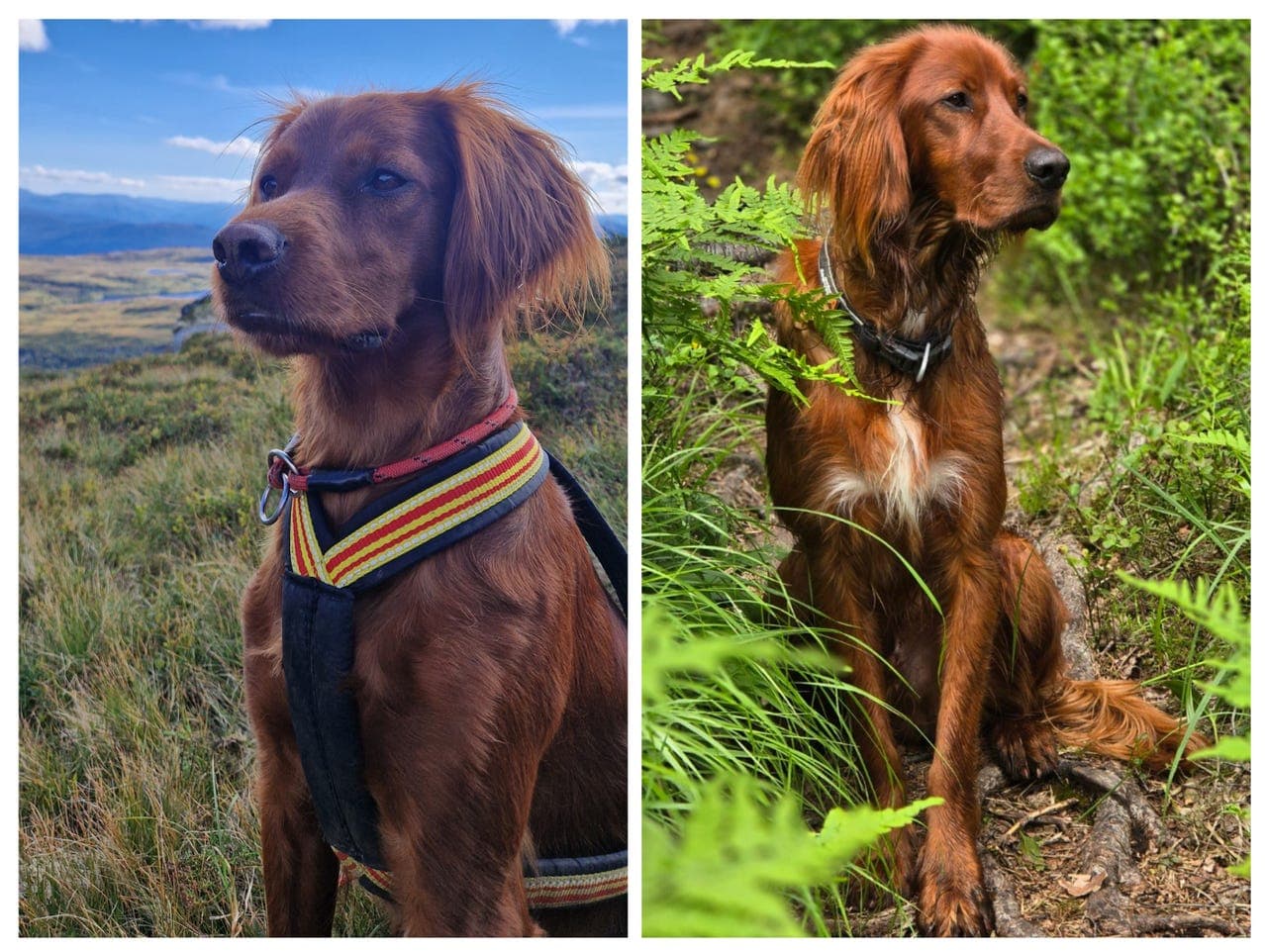 Irsk setter valpar – spennande kull med sterke jaktlinjer