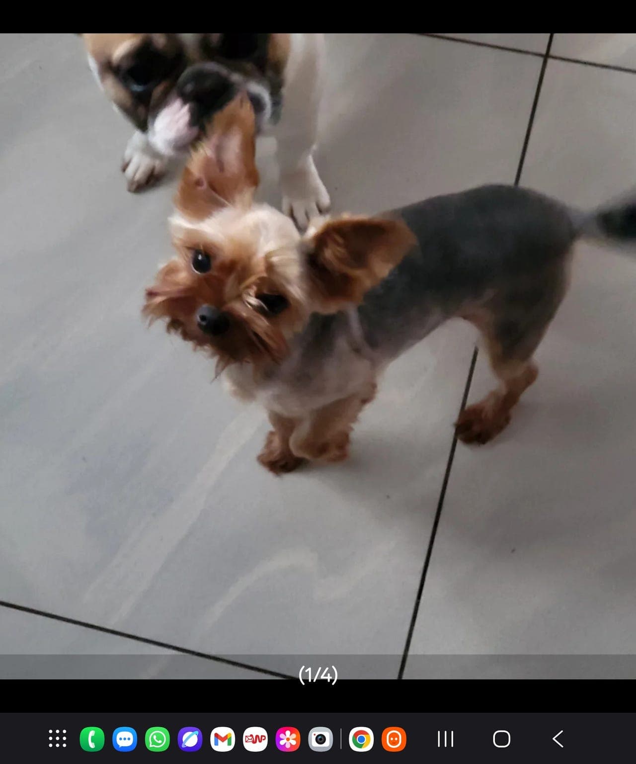 Yorkshire Terrier veldig Søte jente.