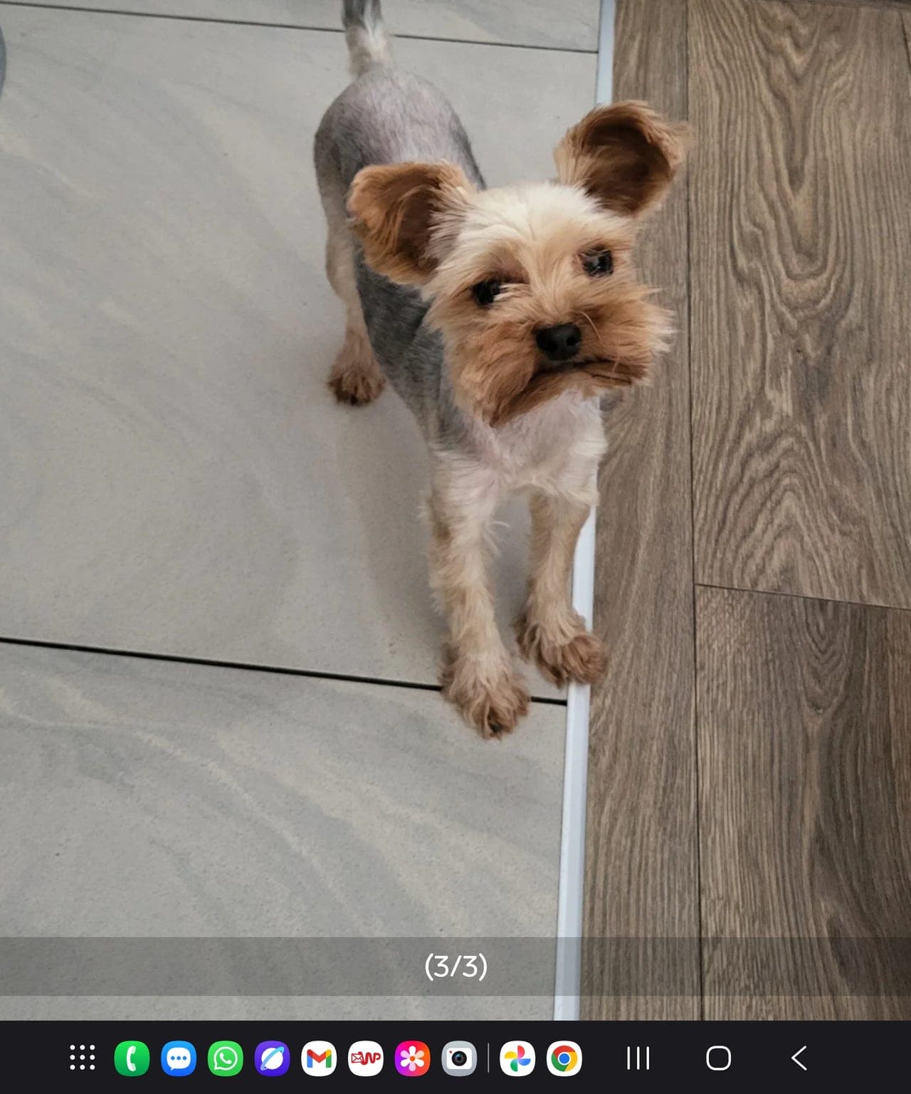 Yorkshire Terrier, veldig Søte jente