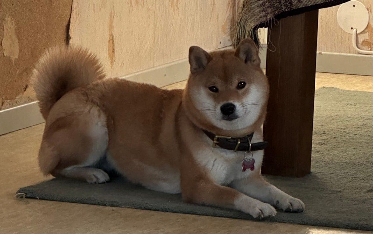 Det beste «for ever» hjem søkes for shibatispen Jazmin