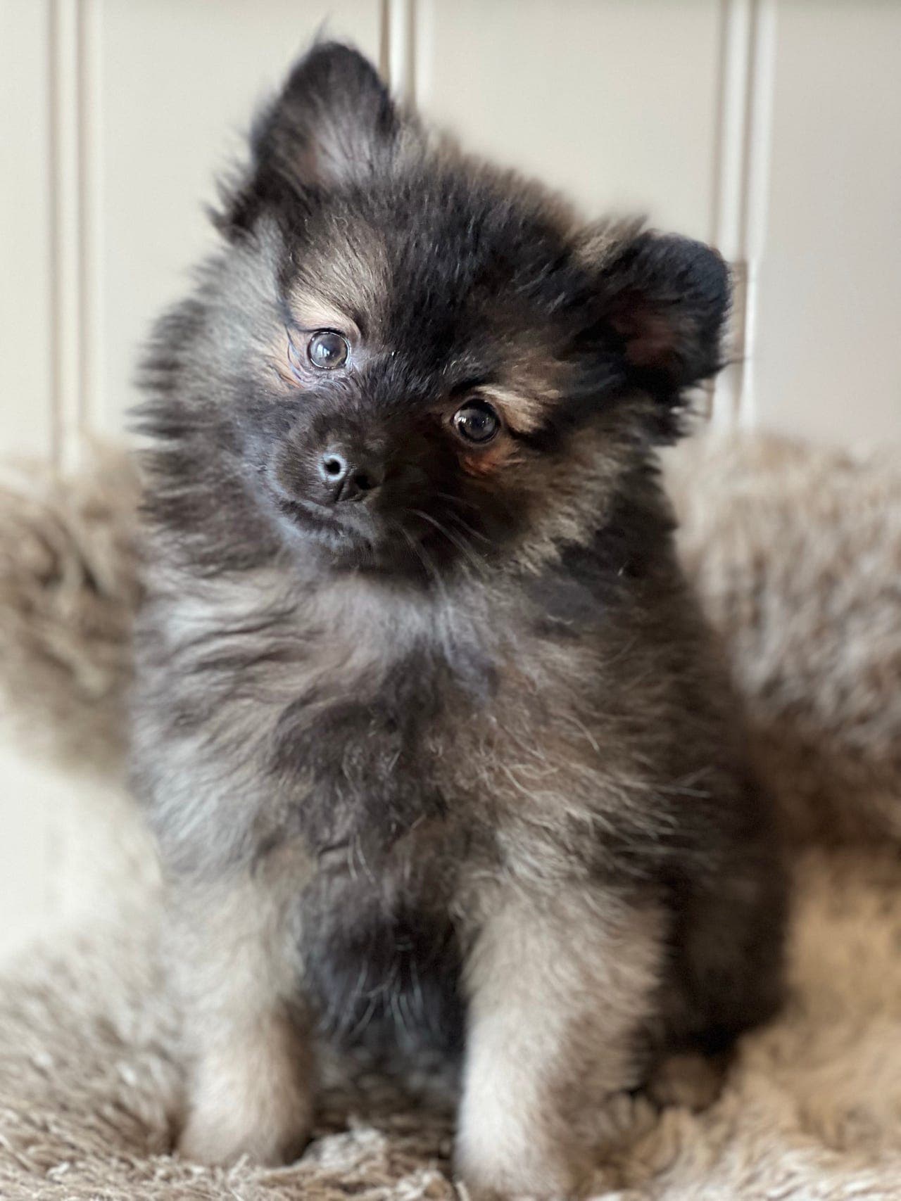 Kleinspitz valper leveringsklar .