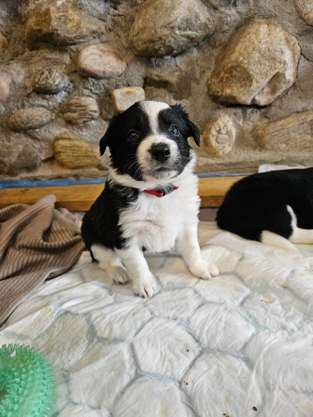 Border collie valper