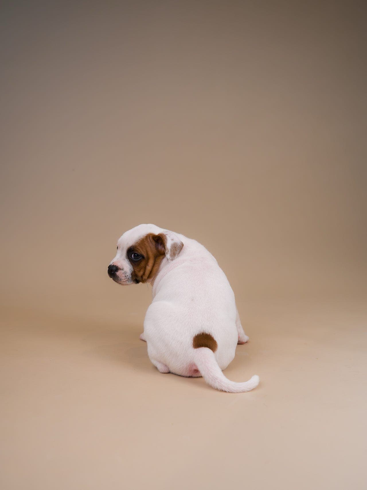 Staffordshire Bull Terrier Valper