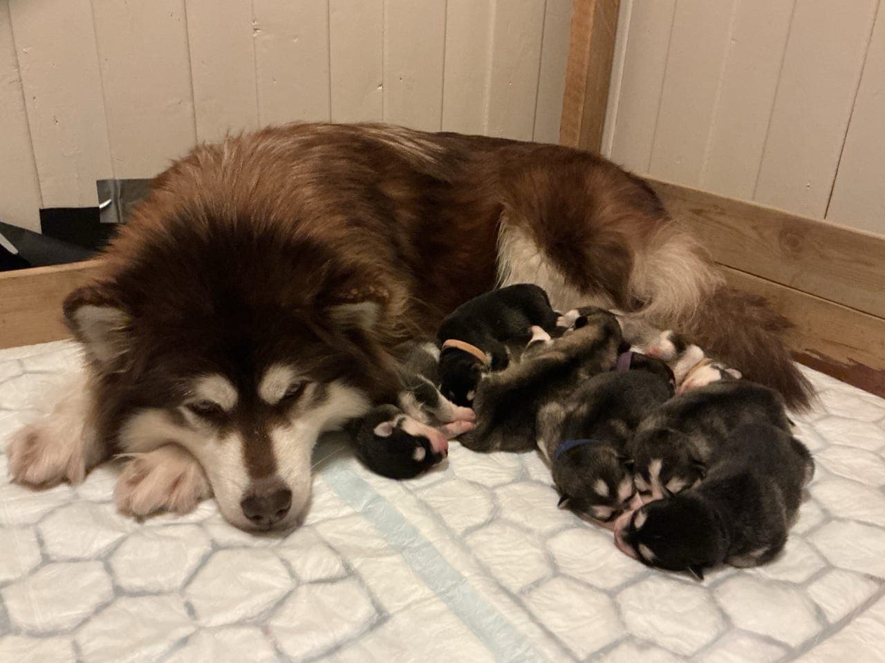 Valper Alaskan Malamute