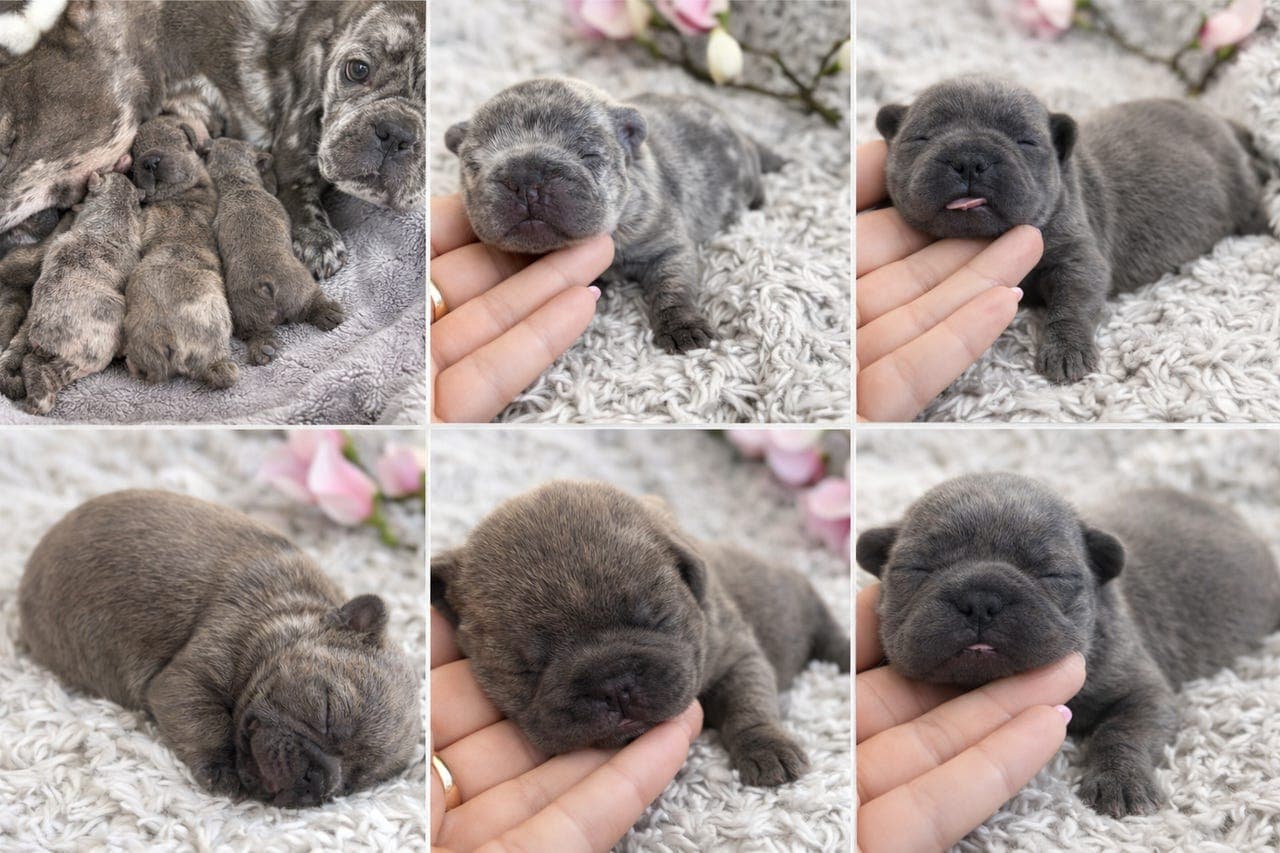 Nydelige franske bulldog-valper til salgs