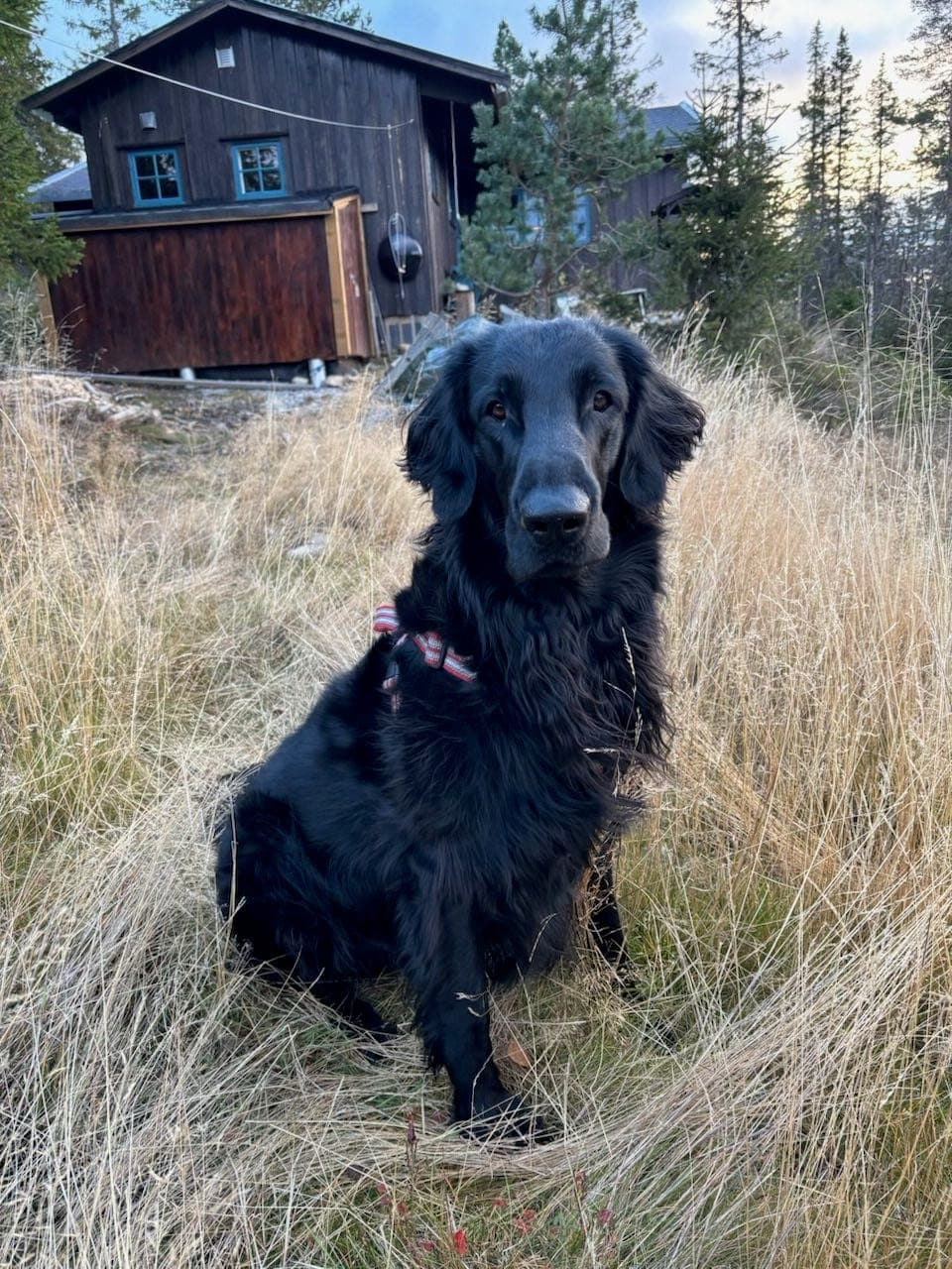Flatcoated retriever omplasseres