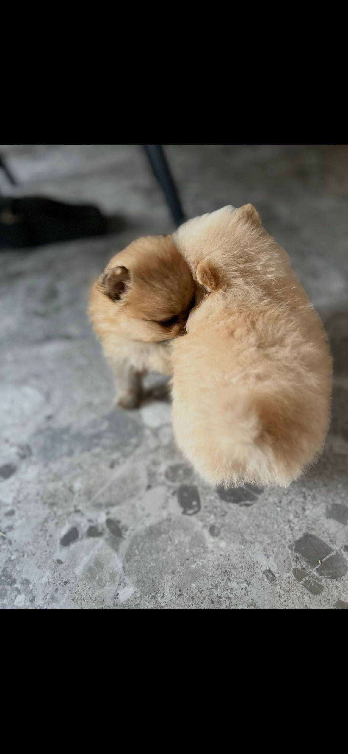 Fra vår norske familie kommer snart renrasete Pomeranian-valper i mai 🐾💛