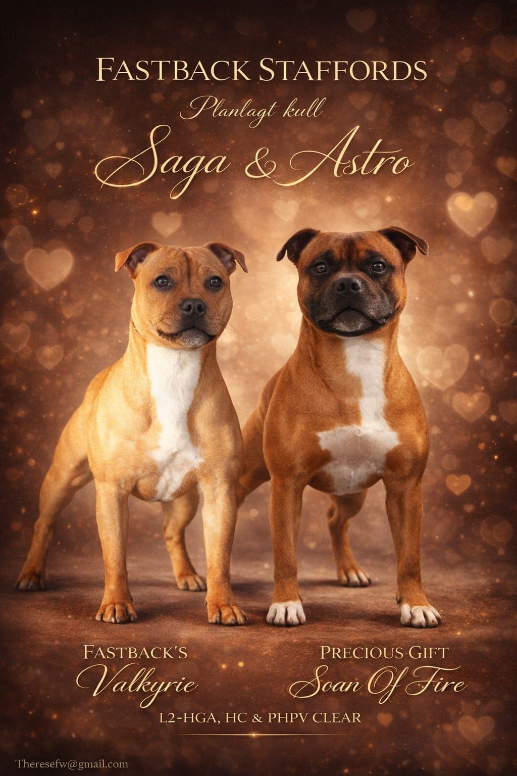 Staffordshire Bull Terrier valper ventes i mai