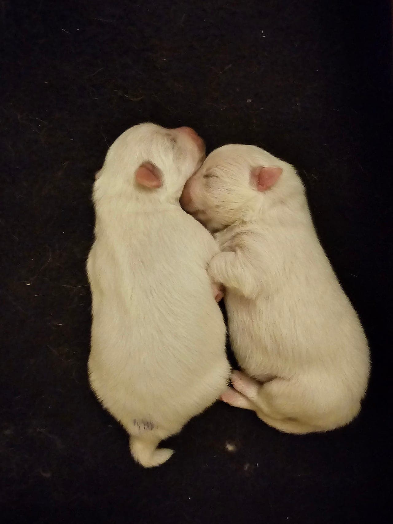 Japansk Spisshund valper