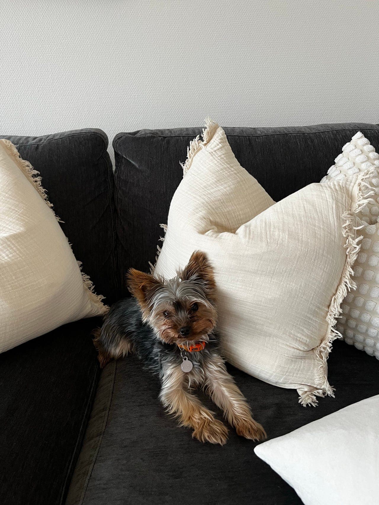 Renraset yorkshireterrier 18mnd