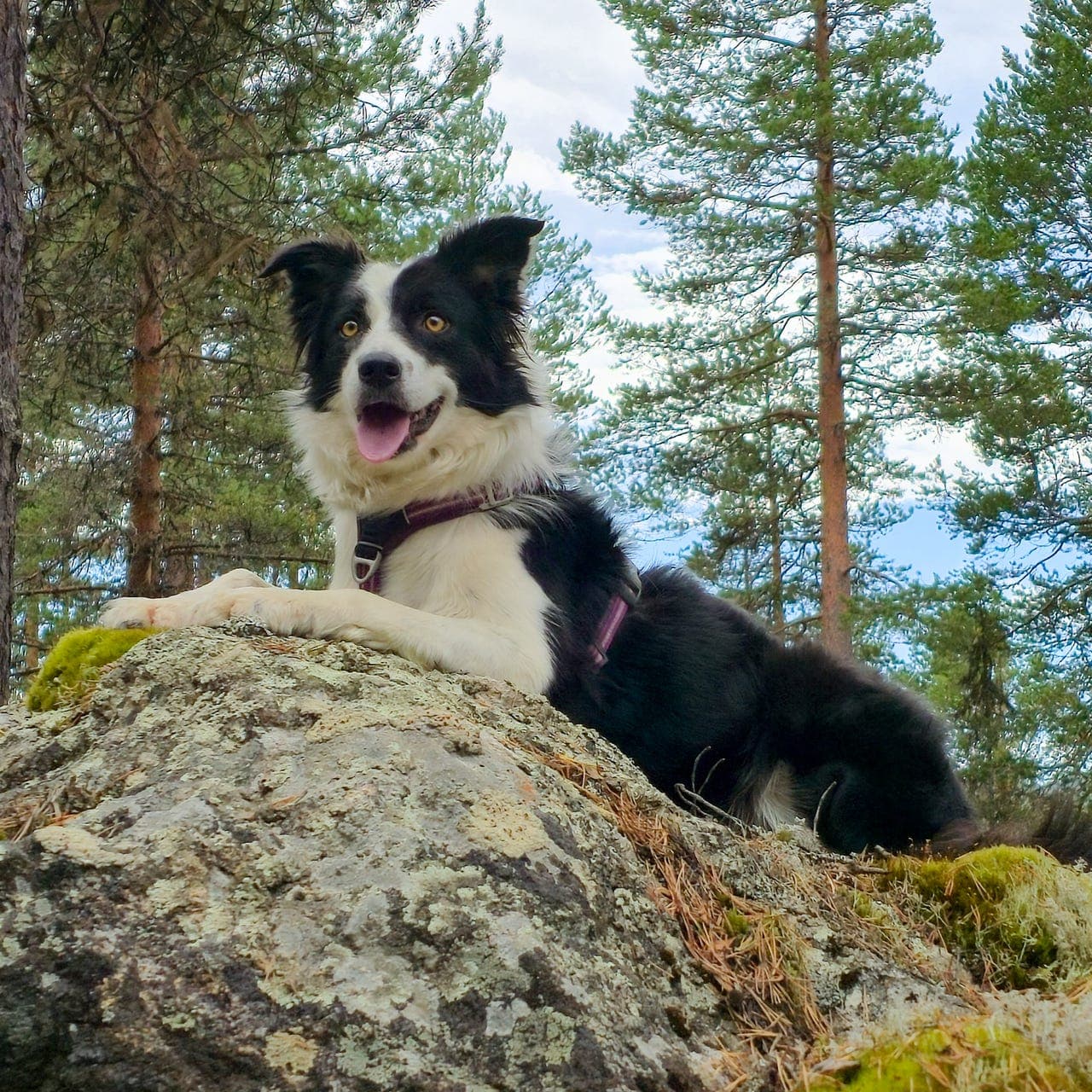 Border Collie valper
