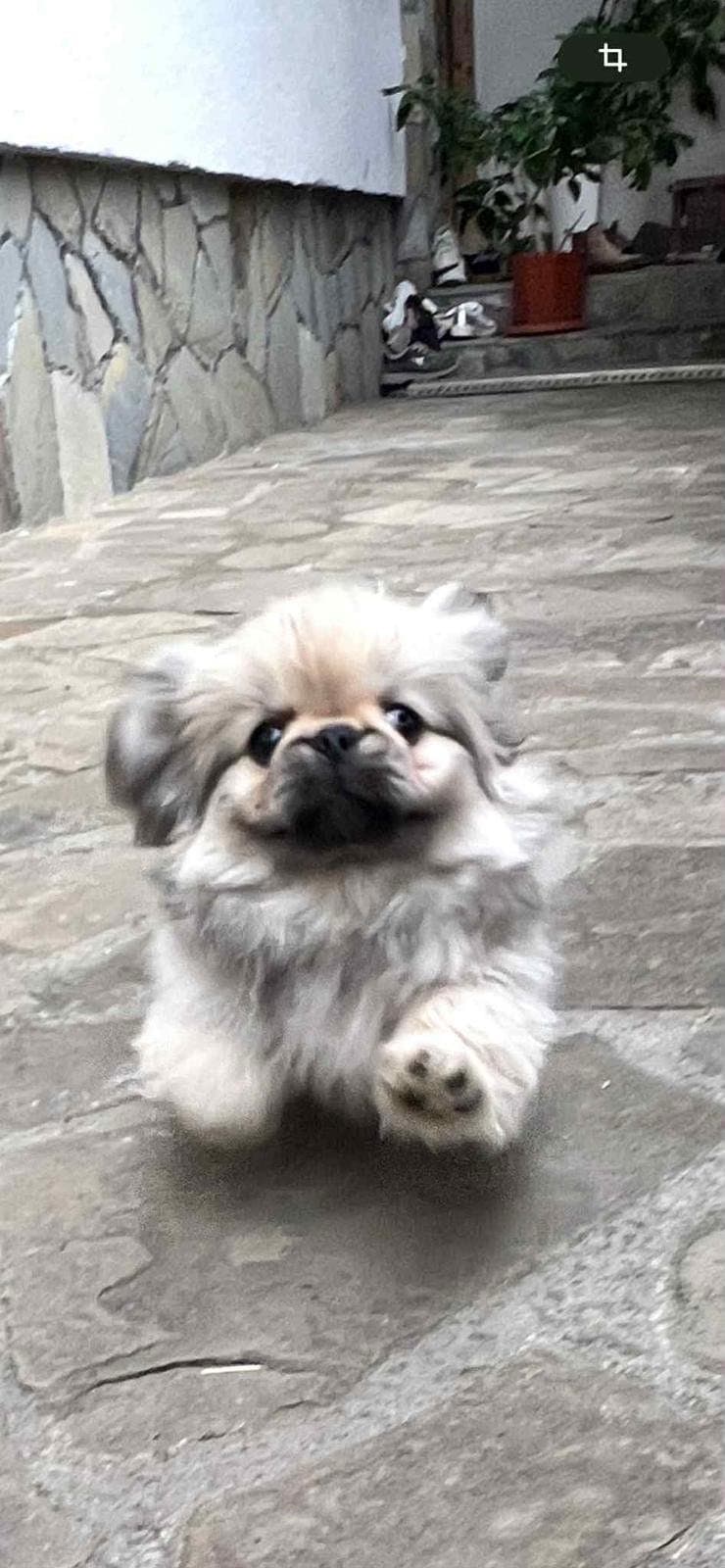 Keiserlige pekingeservalper
