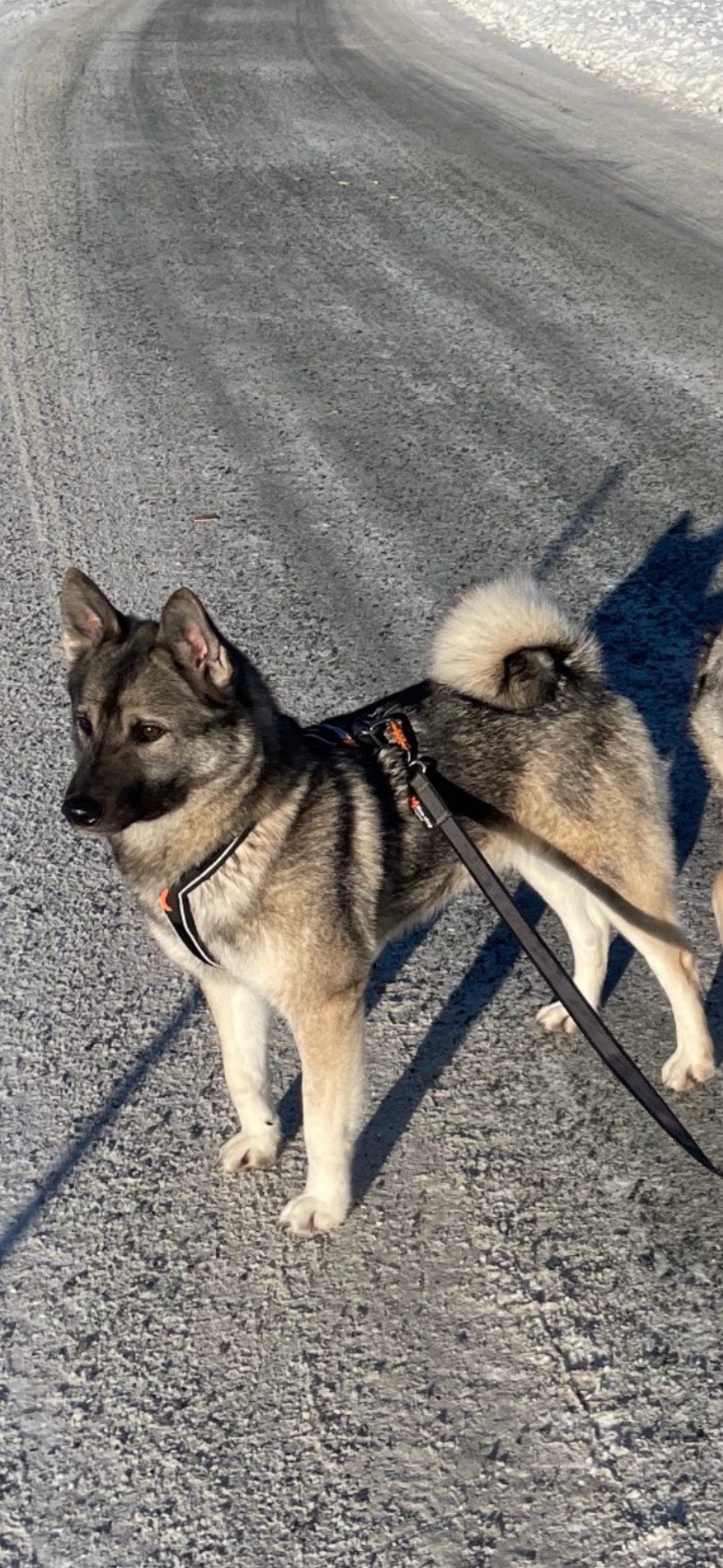 Norsk Elghund Grå valper