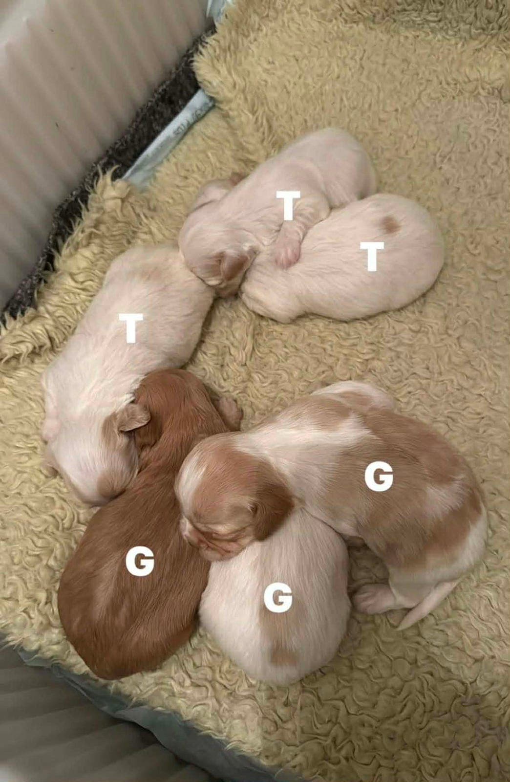 Bichon Havanais valper