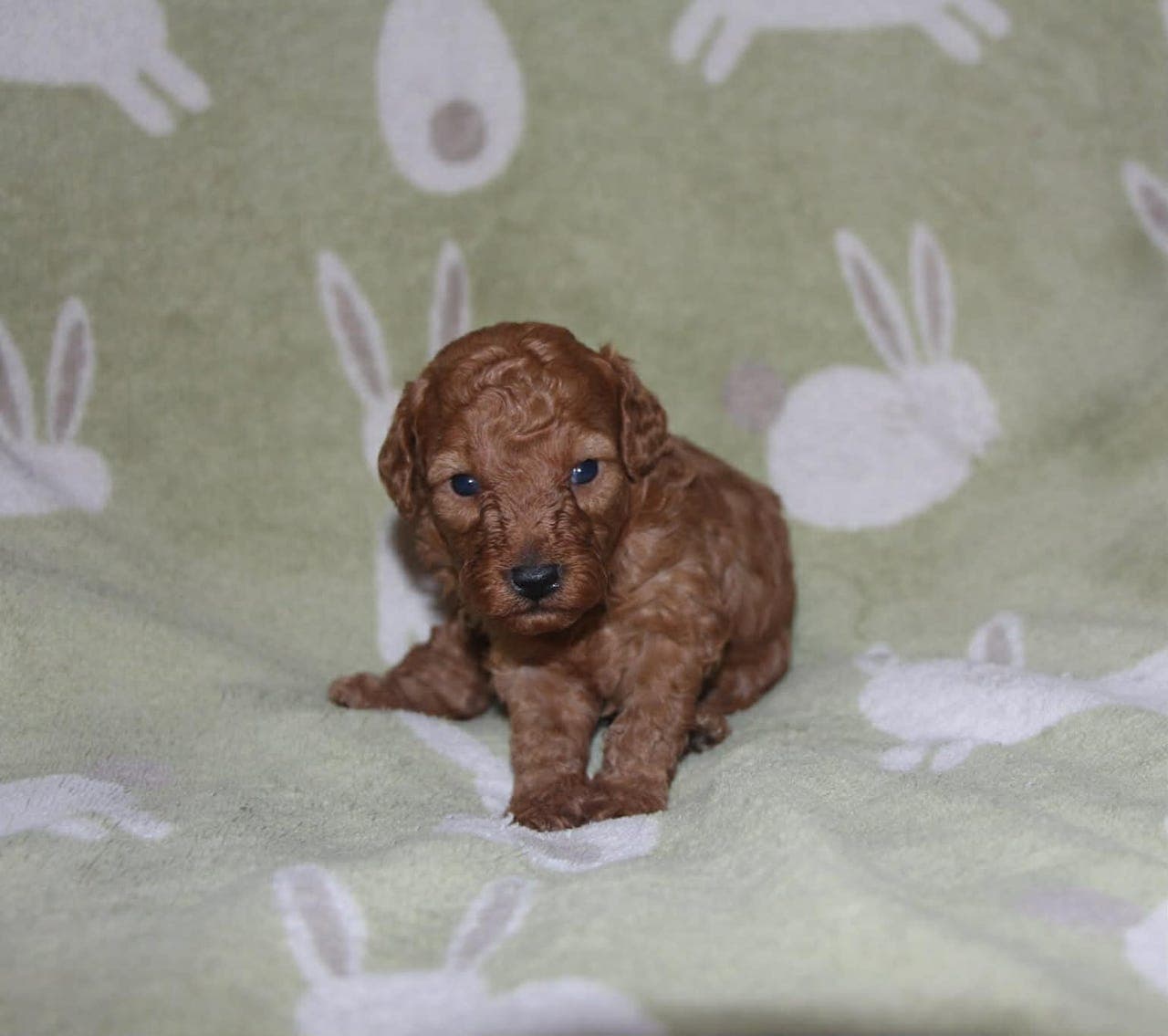 Forvert til dvergpuddel tispe