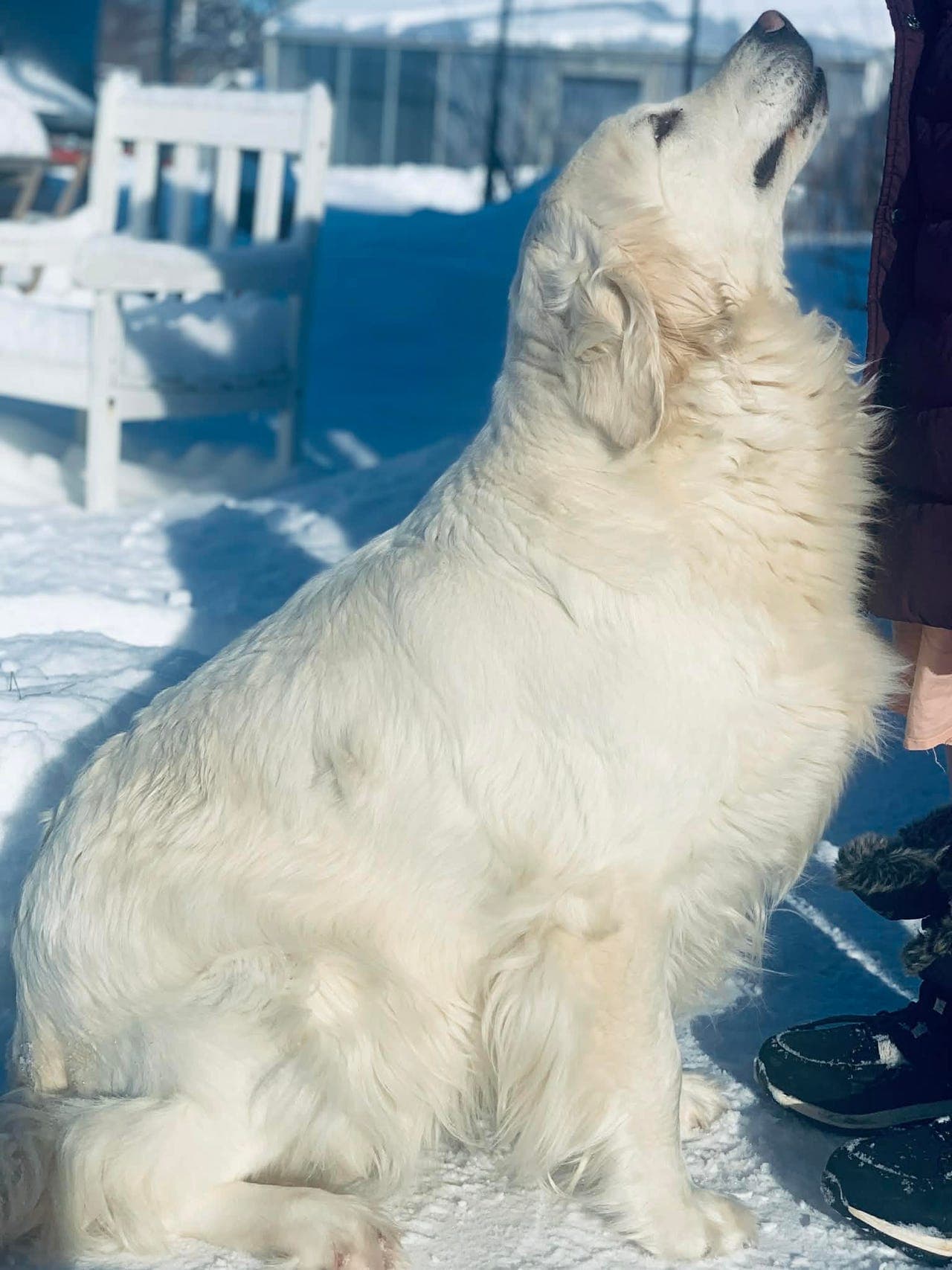 Eksklusivt Golden Retriever-kull forventes – NKK-registrerte foreldre.