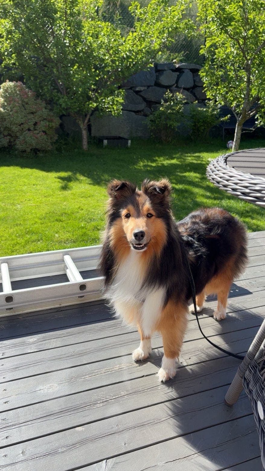 Mille trenger et nytt hjem❤️