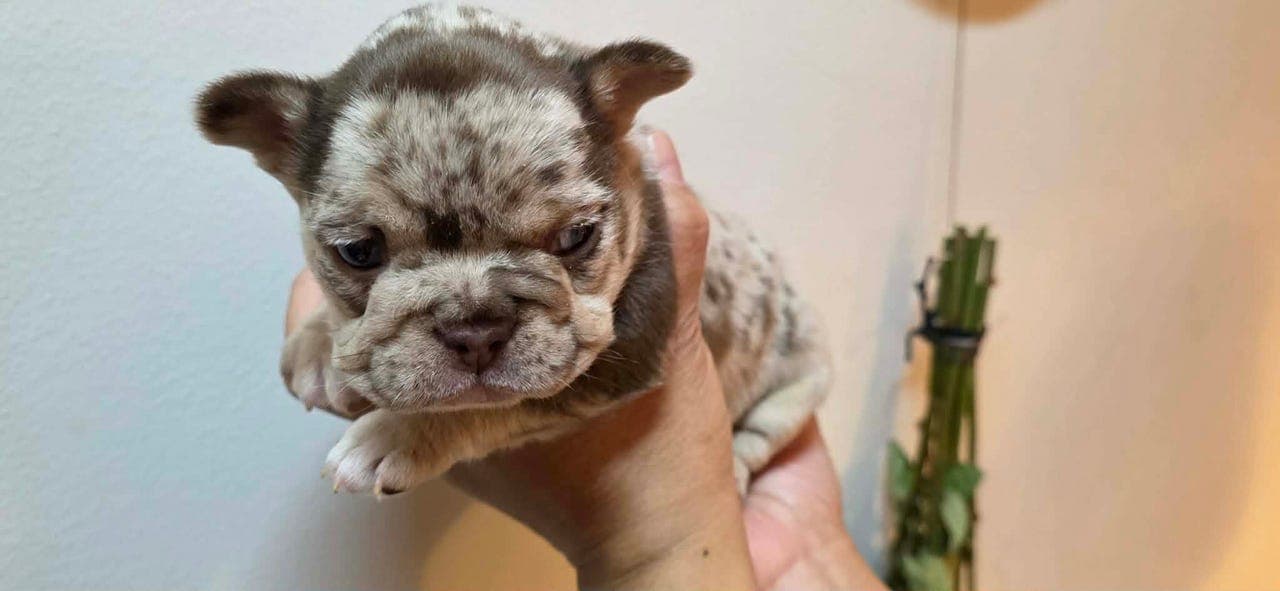 Fôrvert søkes til fransk bulldog tispe