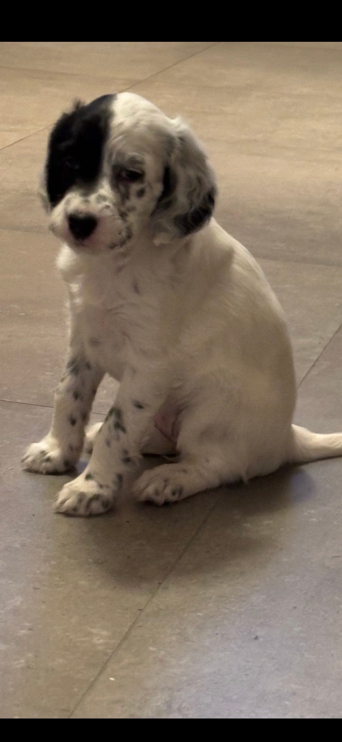 Engelsk setter TISPE