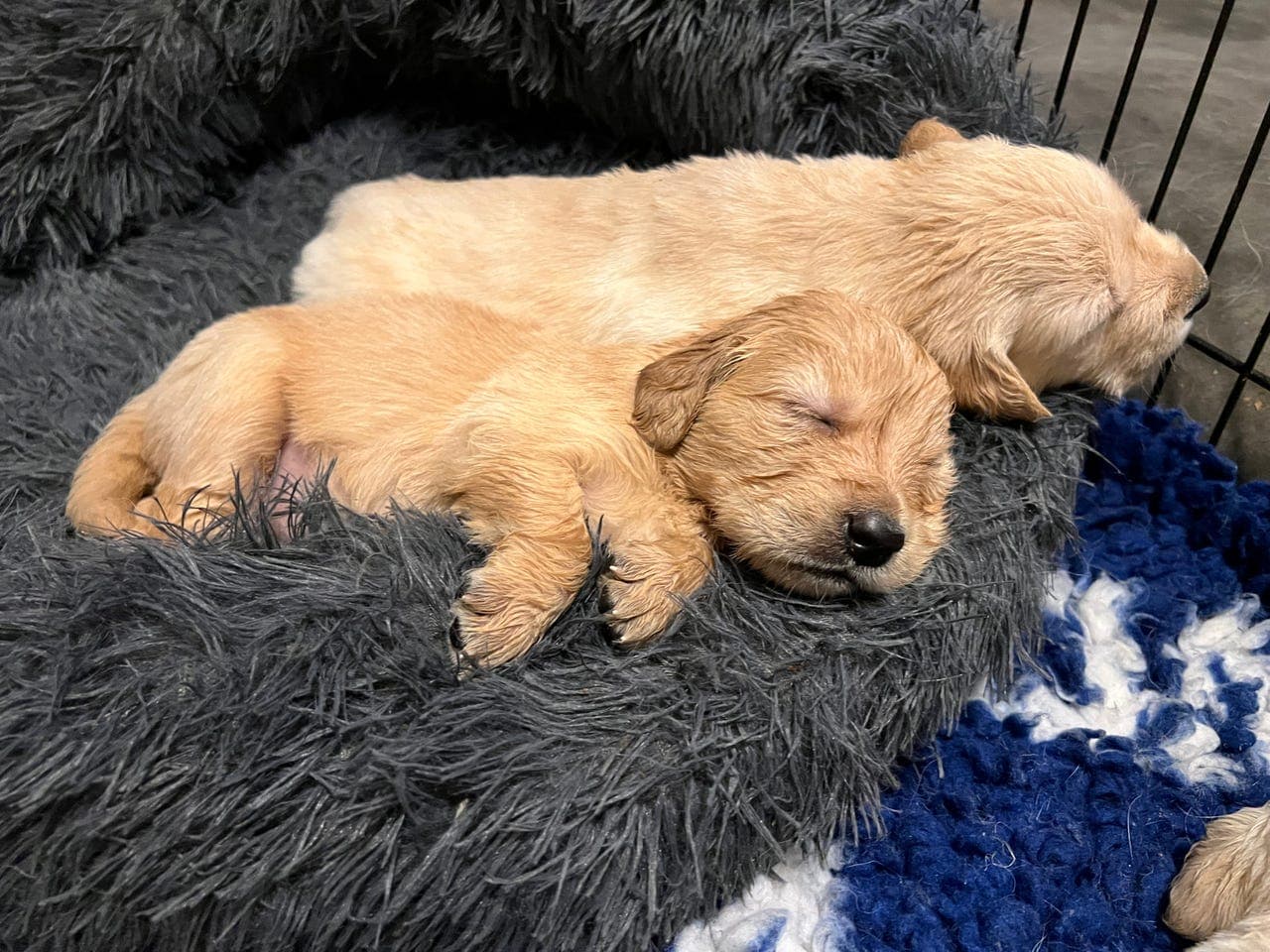 Golden Retriever valper leveringsklare til Påske