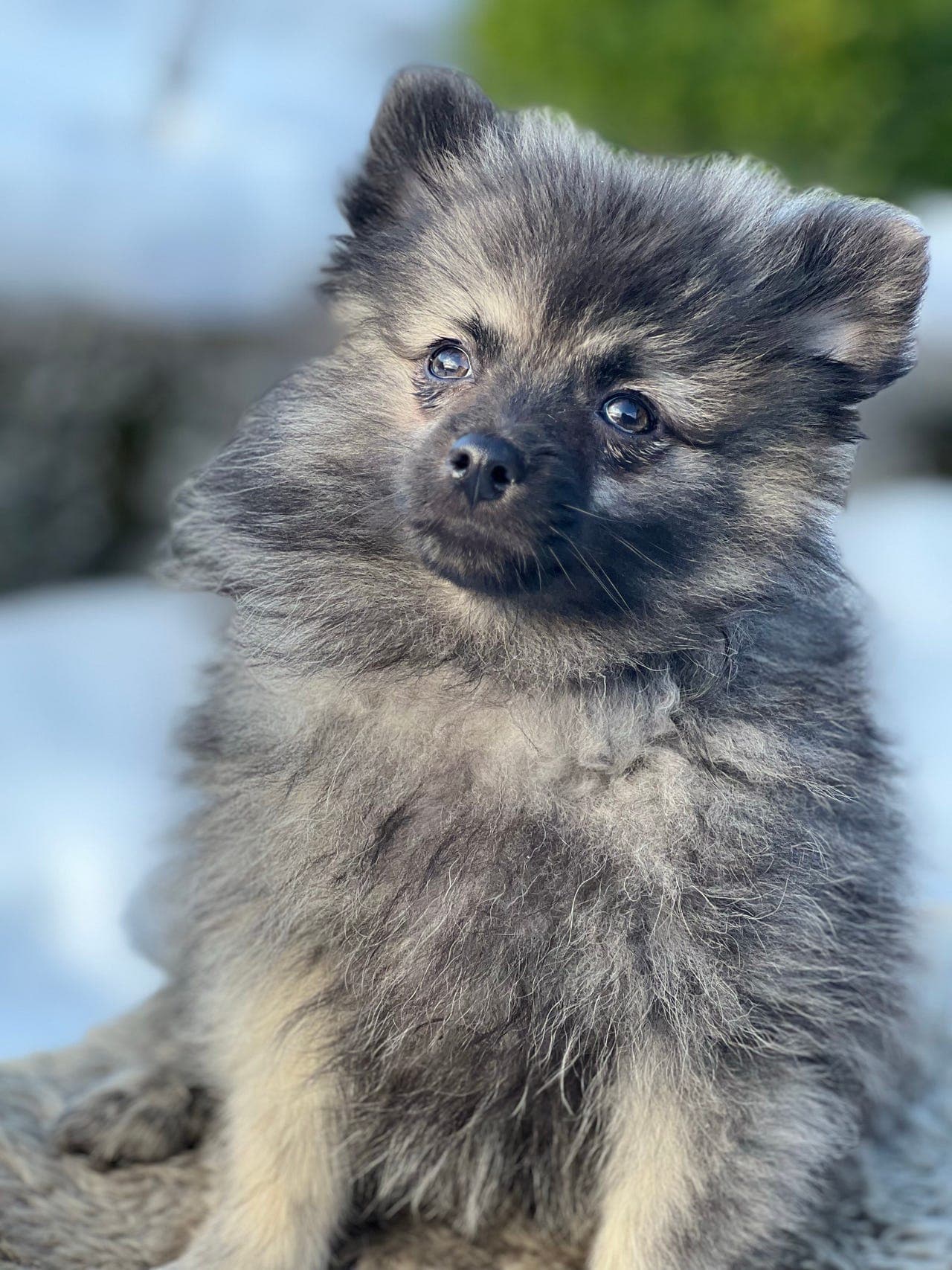 Kleinspitz leveringsklar .