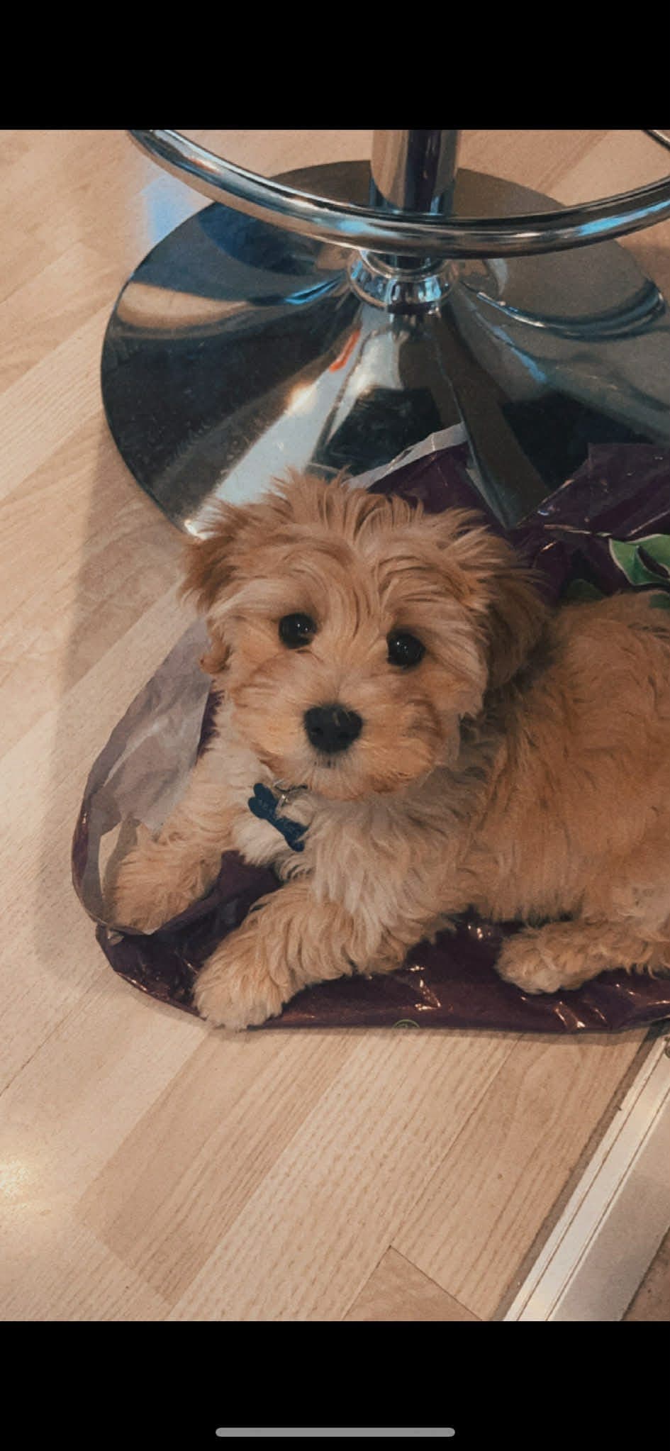 Bichon havanais valper ventes