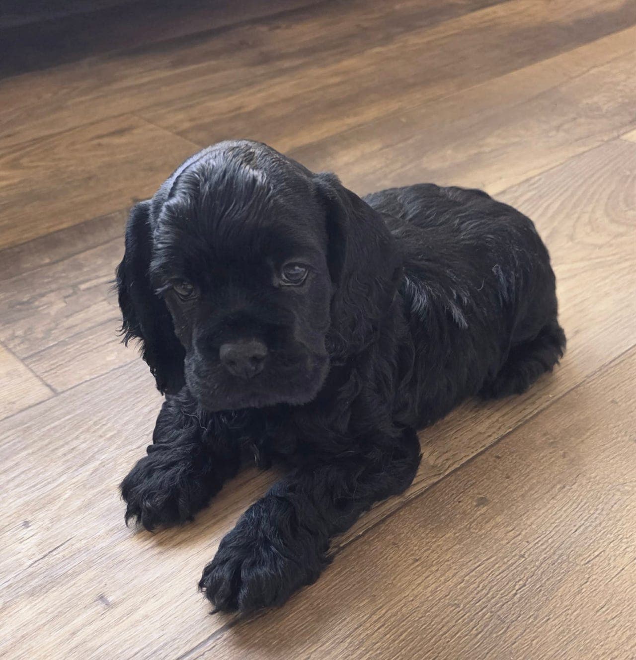 Två gossar fra Sverige söker sina egna familjer 💙💙