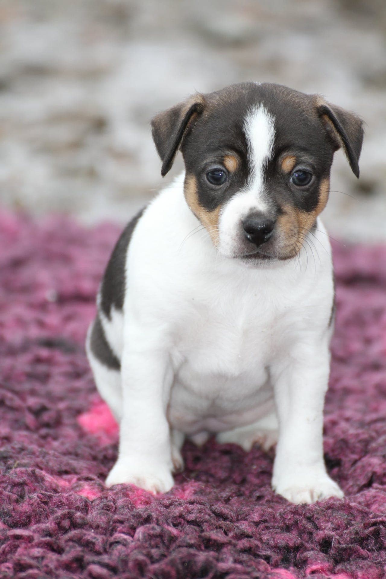 Nkk registrerte Dansk svensk gårdshund valper