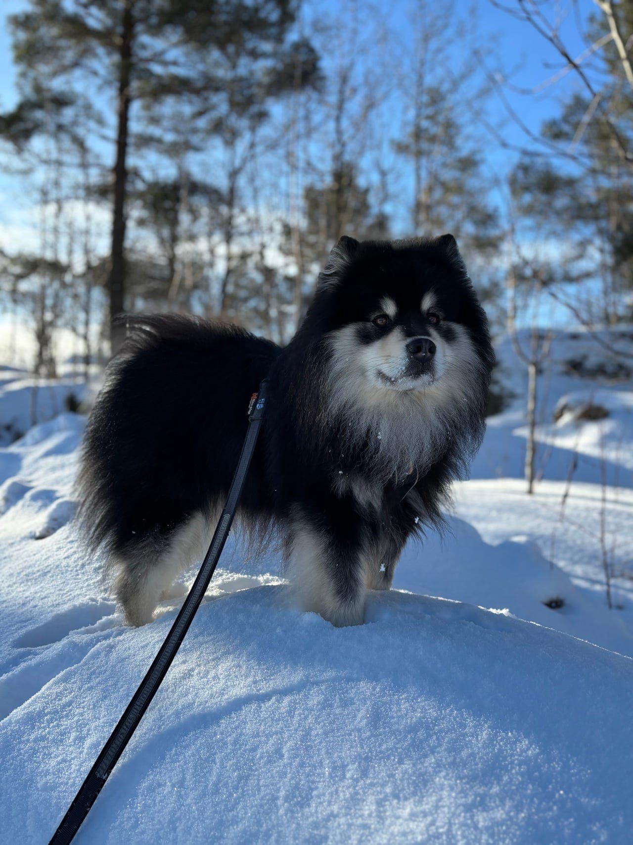 Finsk lapphund søker nytt forvertshjem
