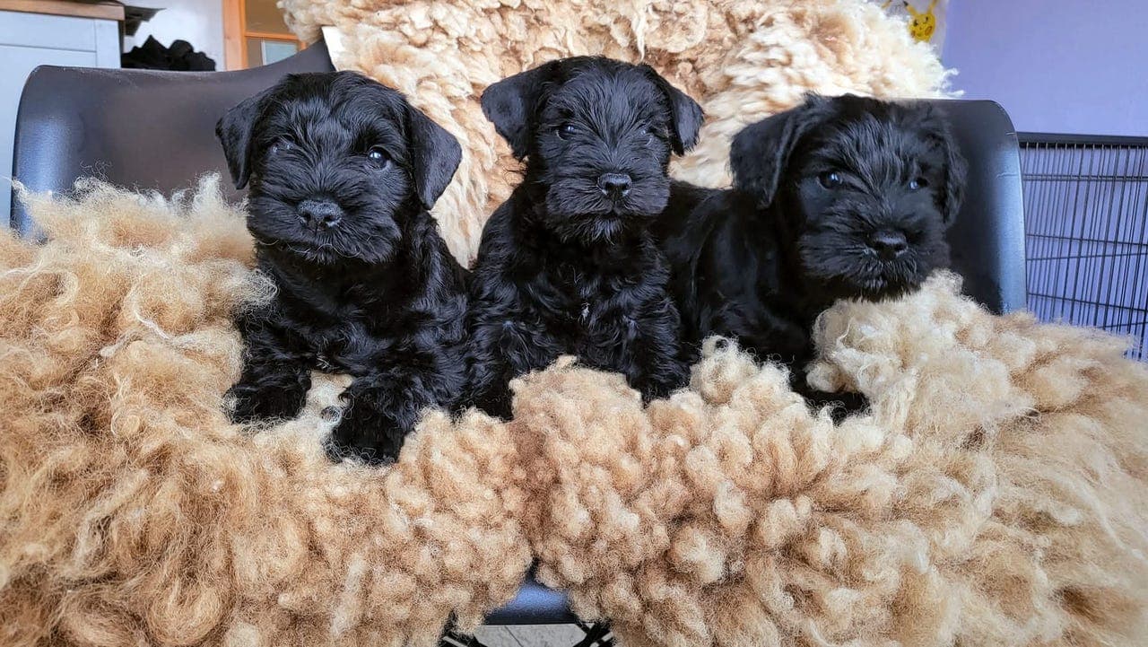 Nydelige sorte dvergschnauzere