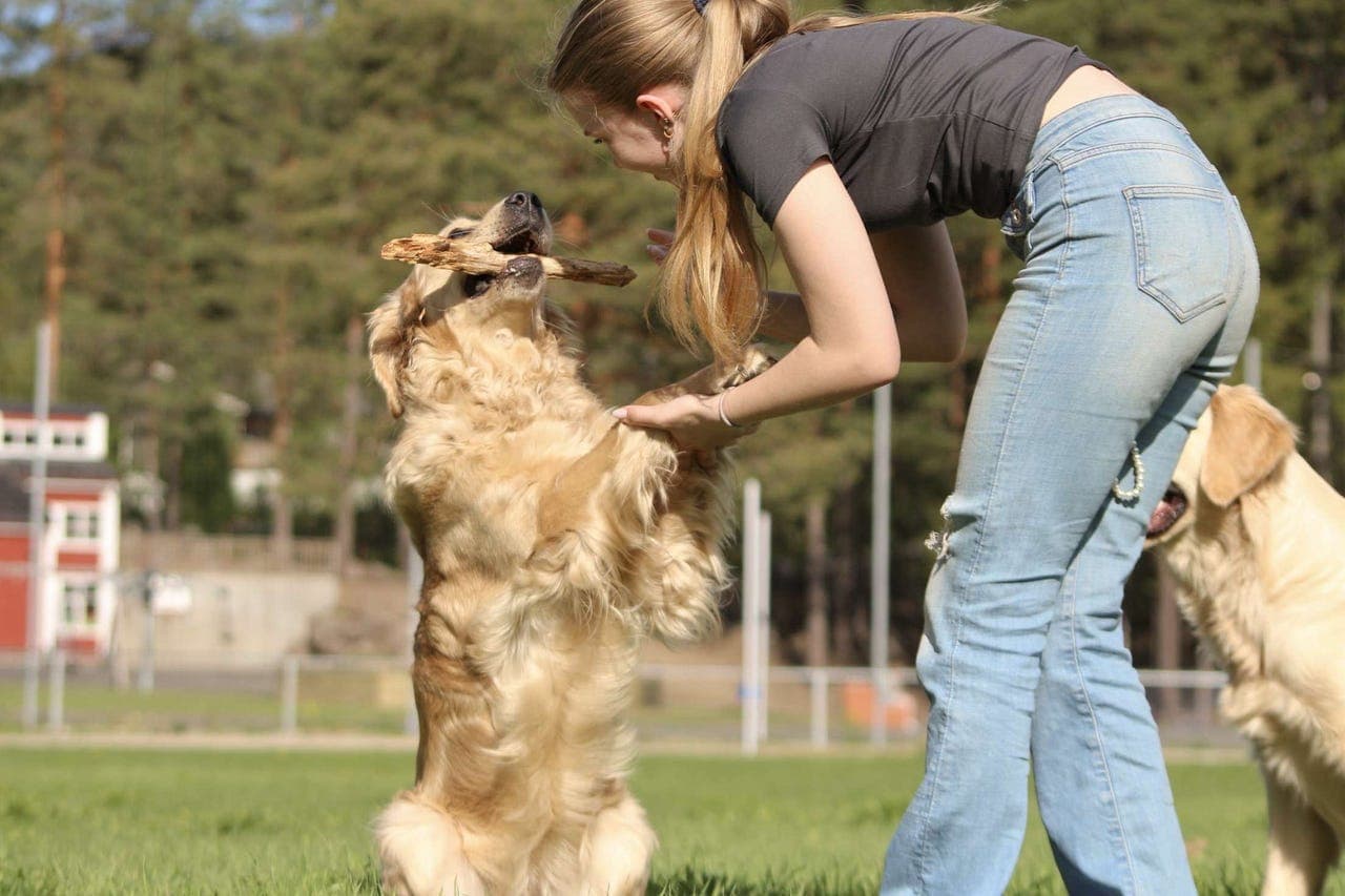 Golden retriever valper ventes❣️