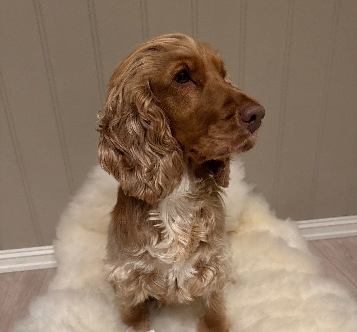 Cocker spaniel tispe OMPLASSERES