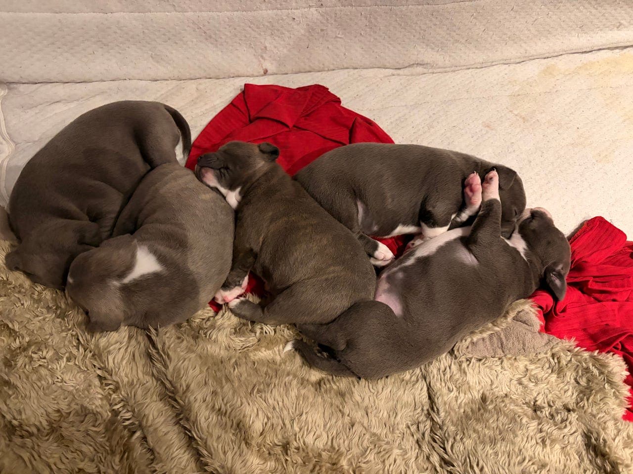 5 stk Staffordshire Bull Terrier valper