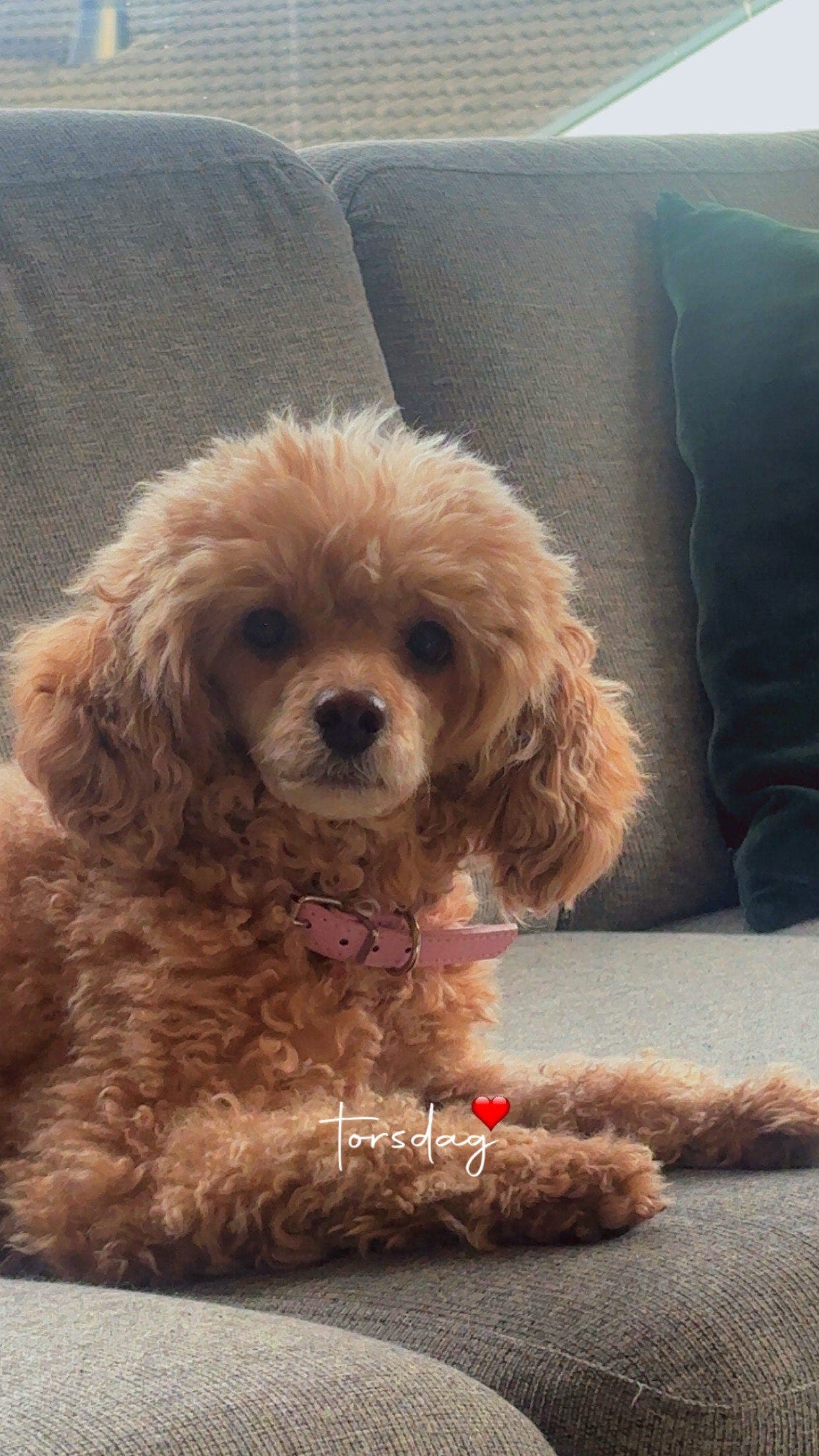 Dvergpuddel valper ventes