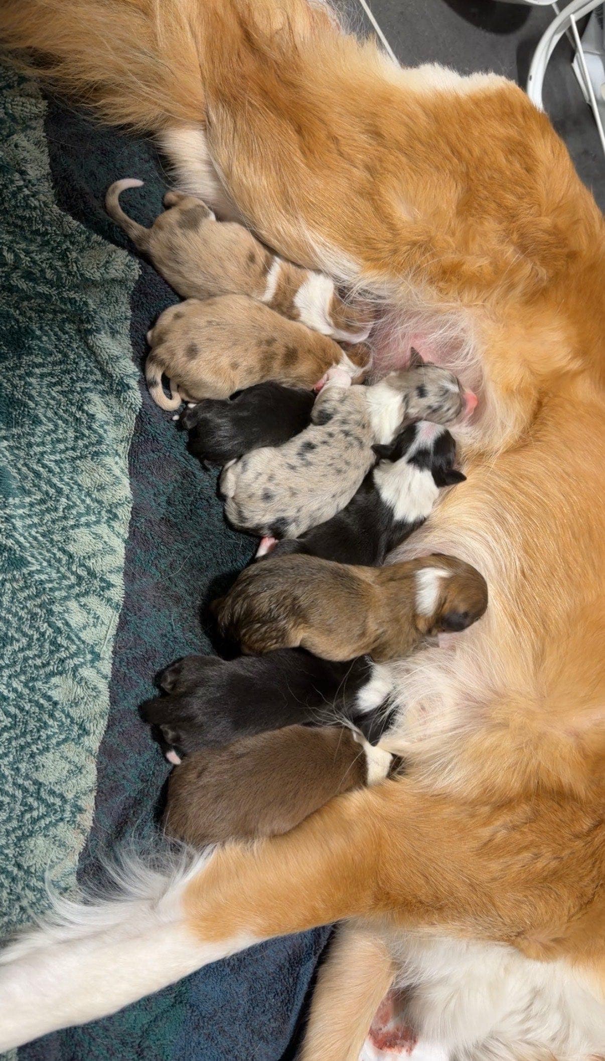 NKK reg Border Collie valper