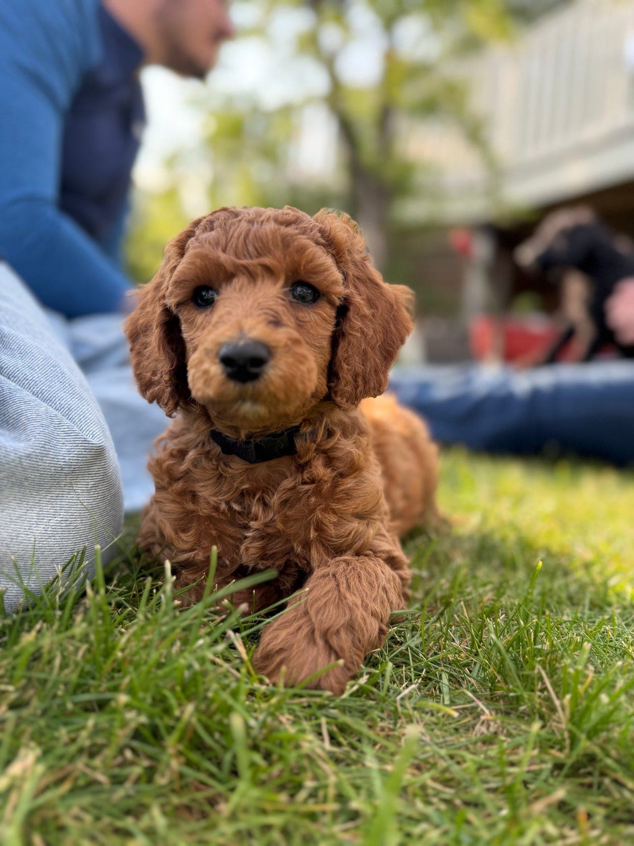 Planlagt kull – Stor puddel (liten type) 🐶