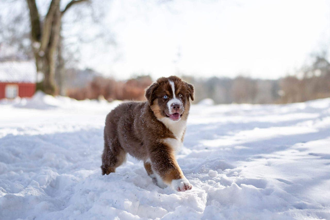 4 mnd Australian Shepherd hannhund