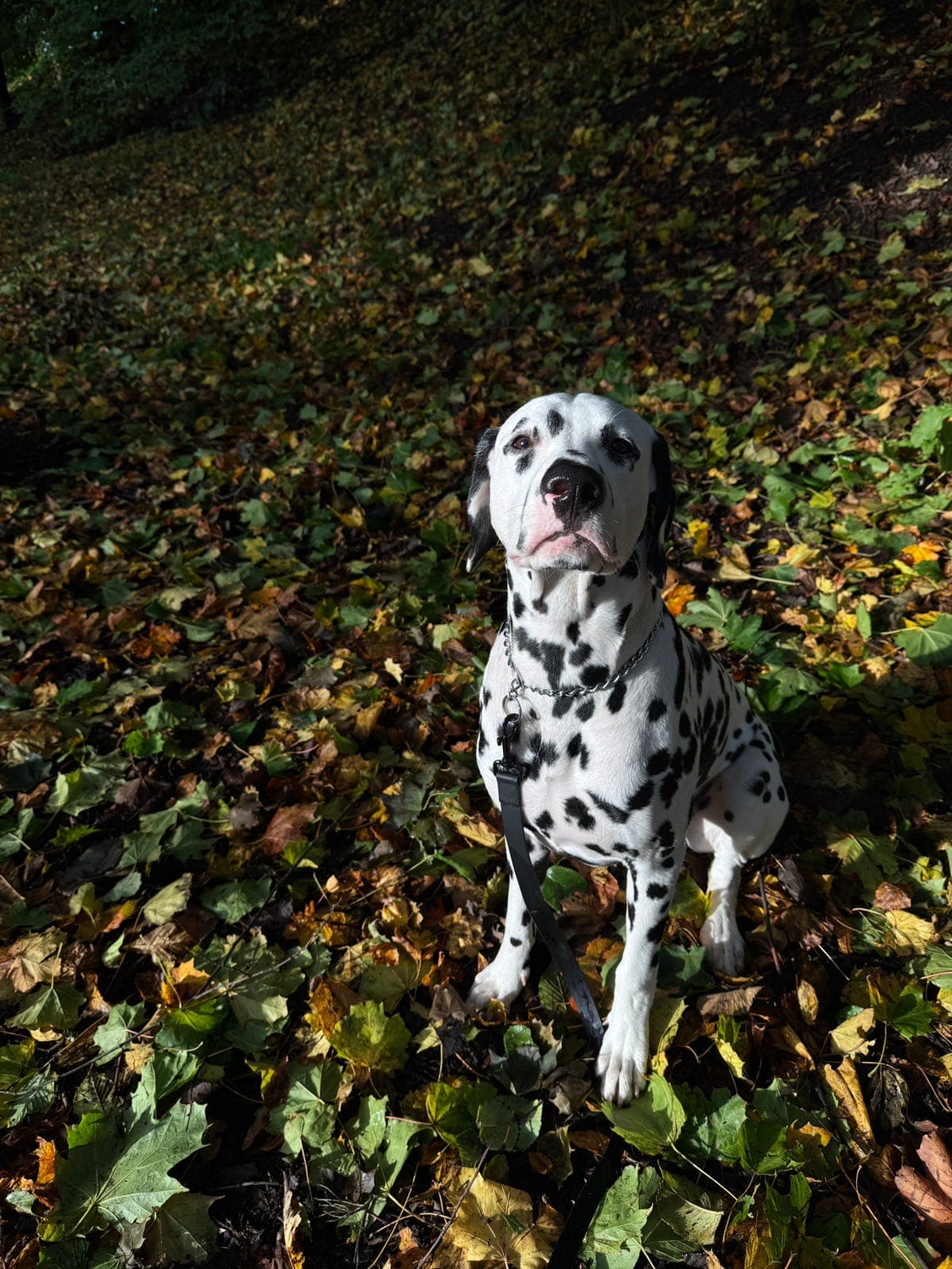 Ønsker å finne et fast avlastningshjem til Hugo❤️
