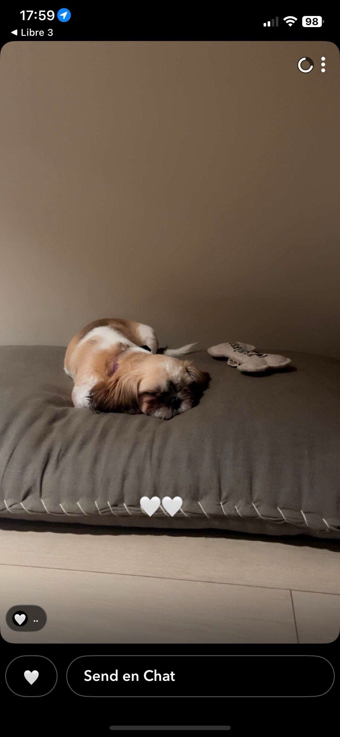 Shih tzu tispe søker sitt for alltid hjem❤️