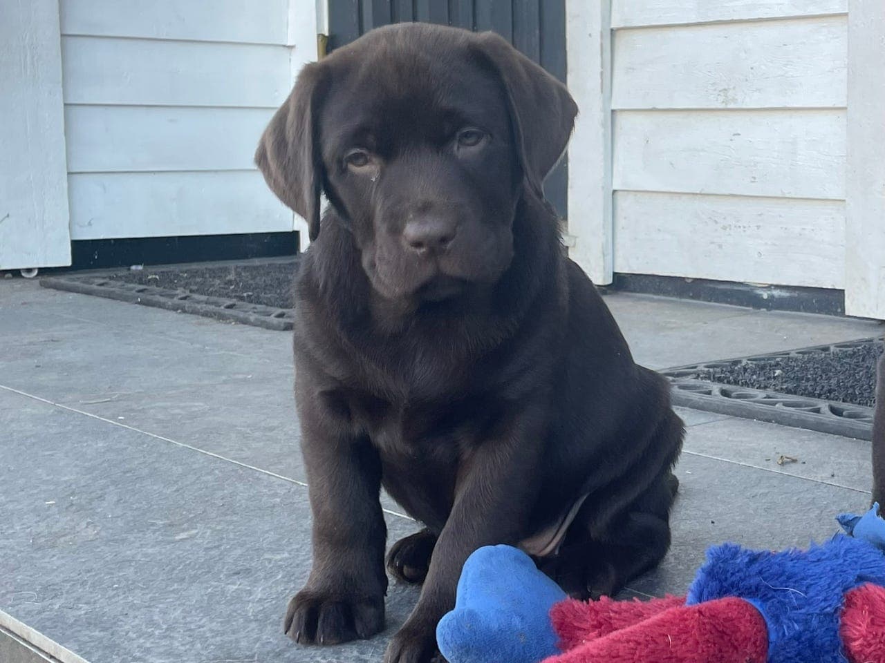 Brune labradorvalper