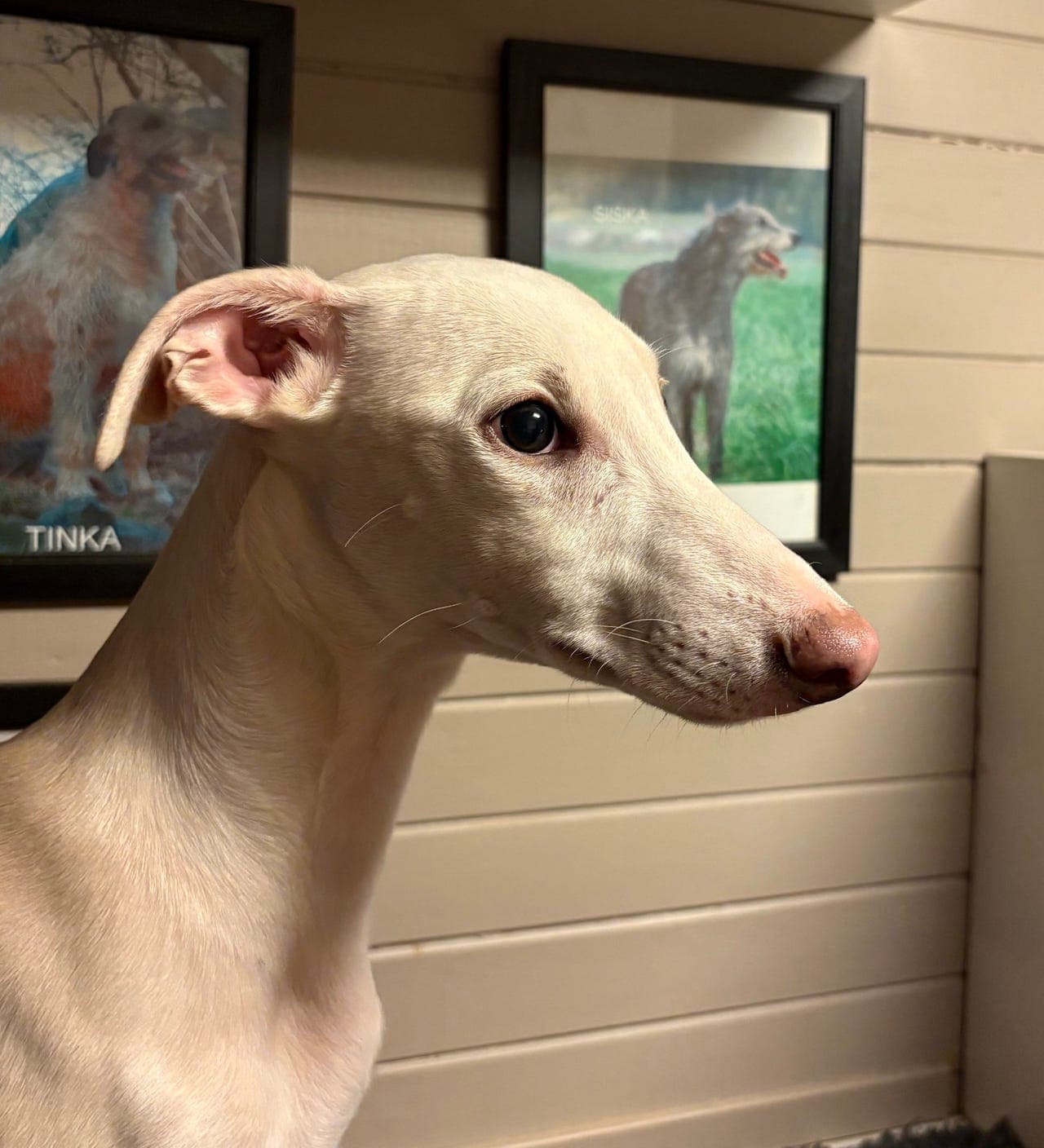 Herlige Whippet valper ❤️