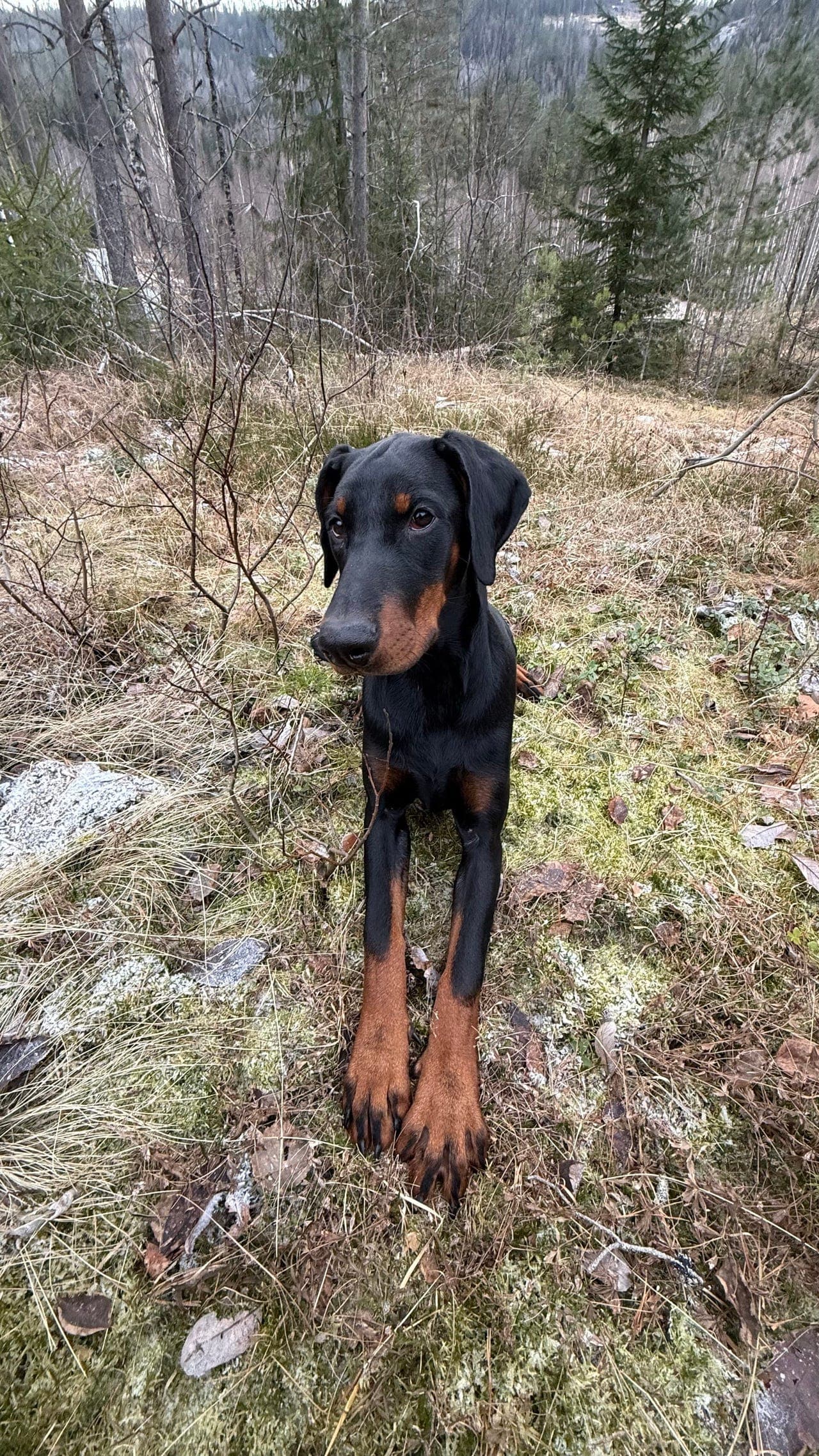 Dobermann-tispe søker nytt hjem🖤