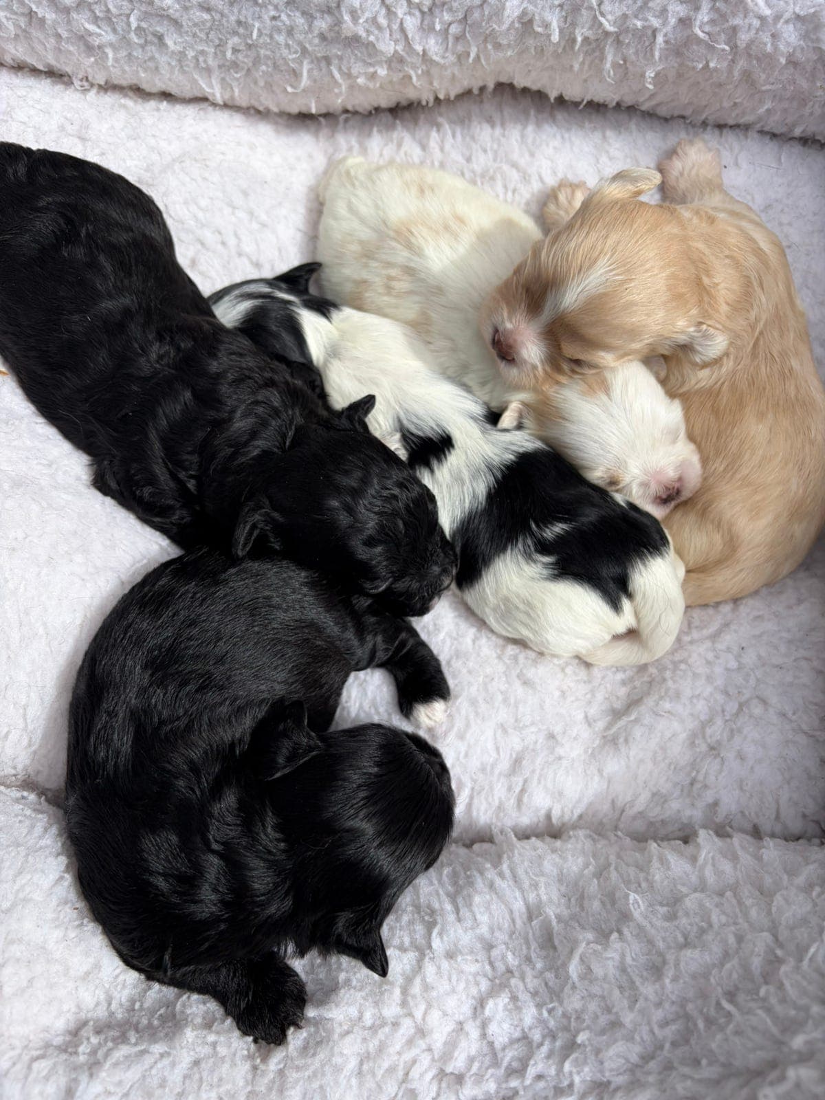 Bichon Havanias valper