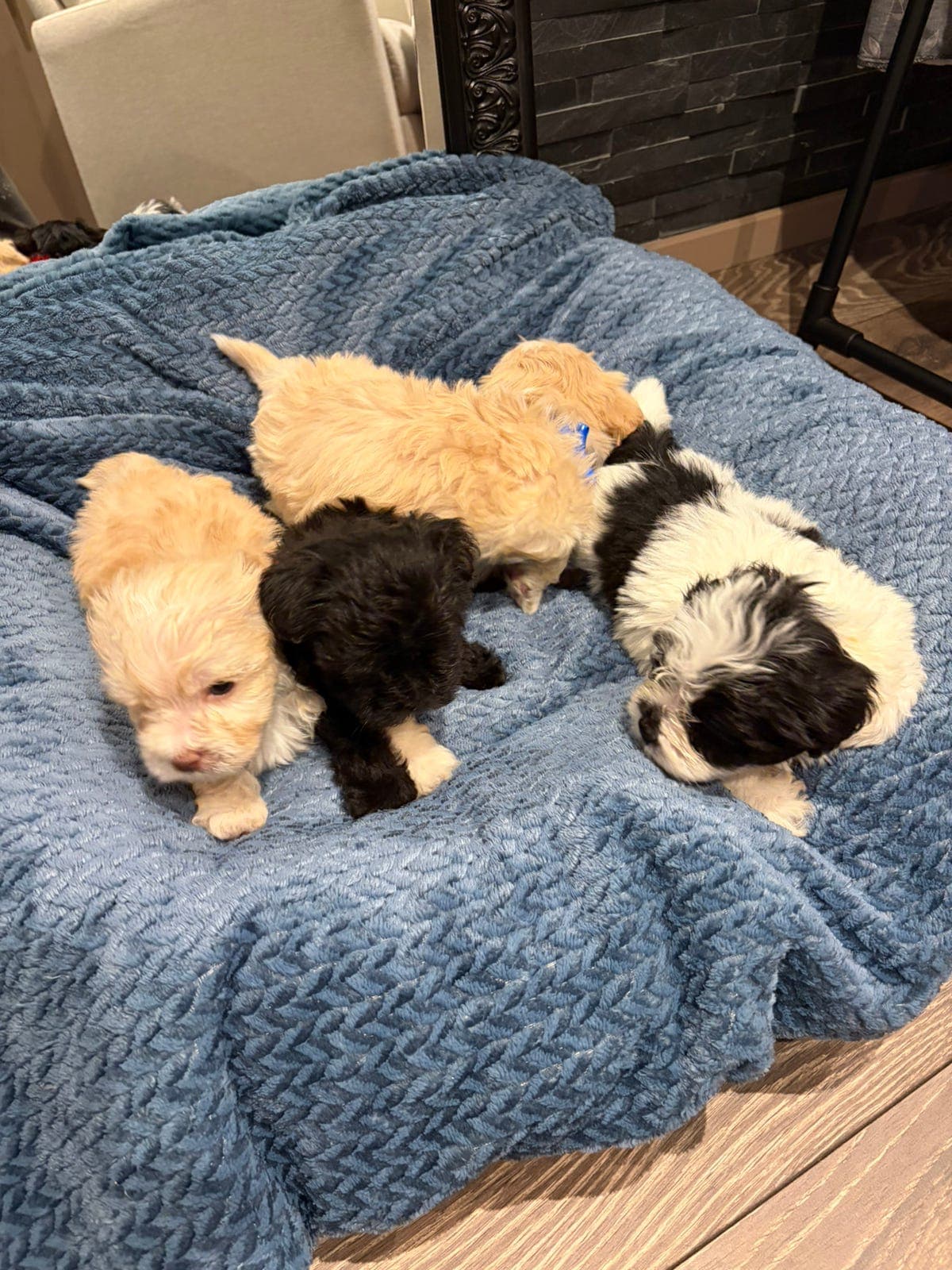 Bichon Havanias valper